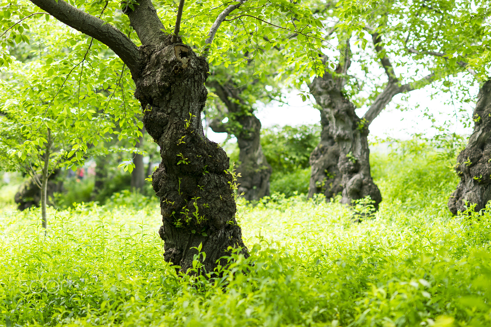 Sony Planar T* 85mm F1.4 ZA sample photo. Where tree elves live photography