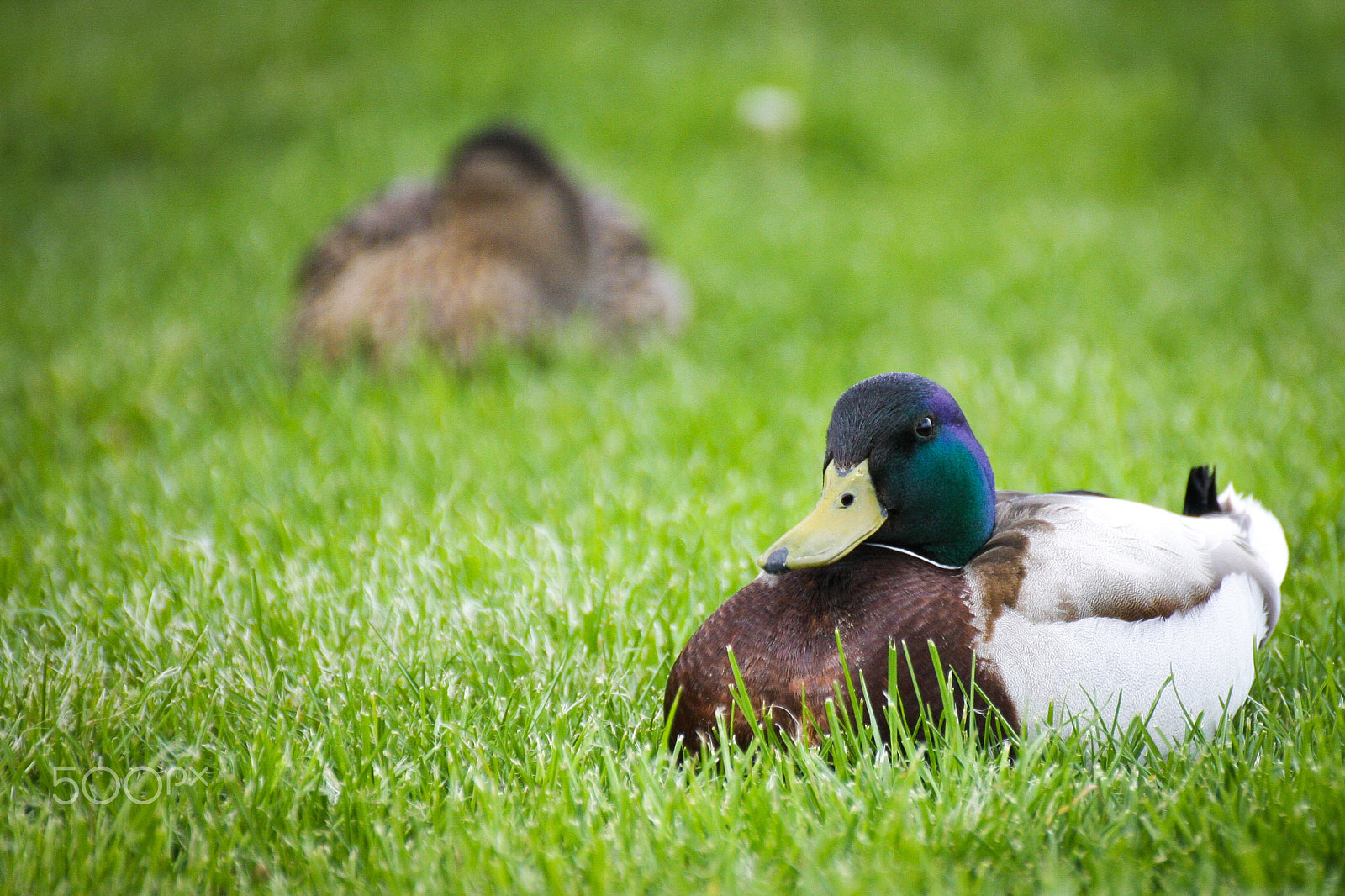 Tamron SP 35mm F1.8 Di VC USD sample photo. Ducks photography