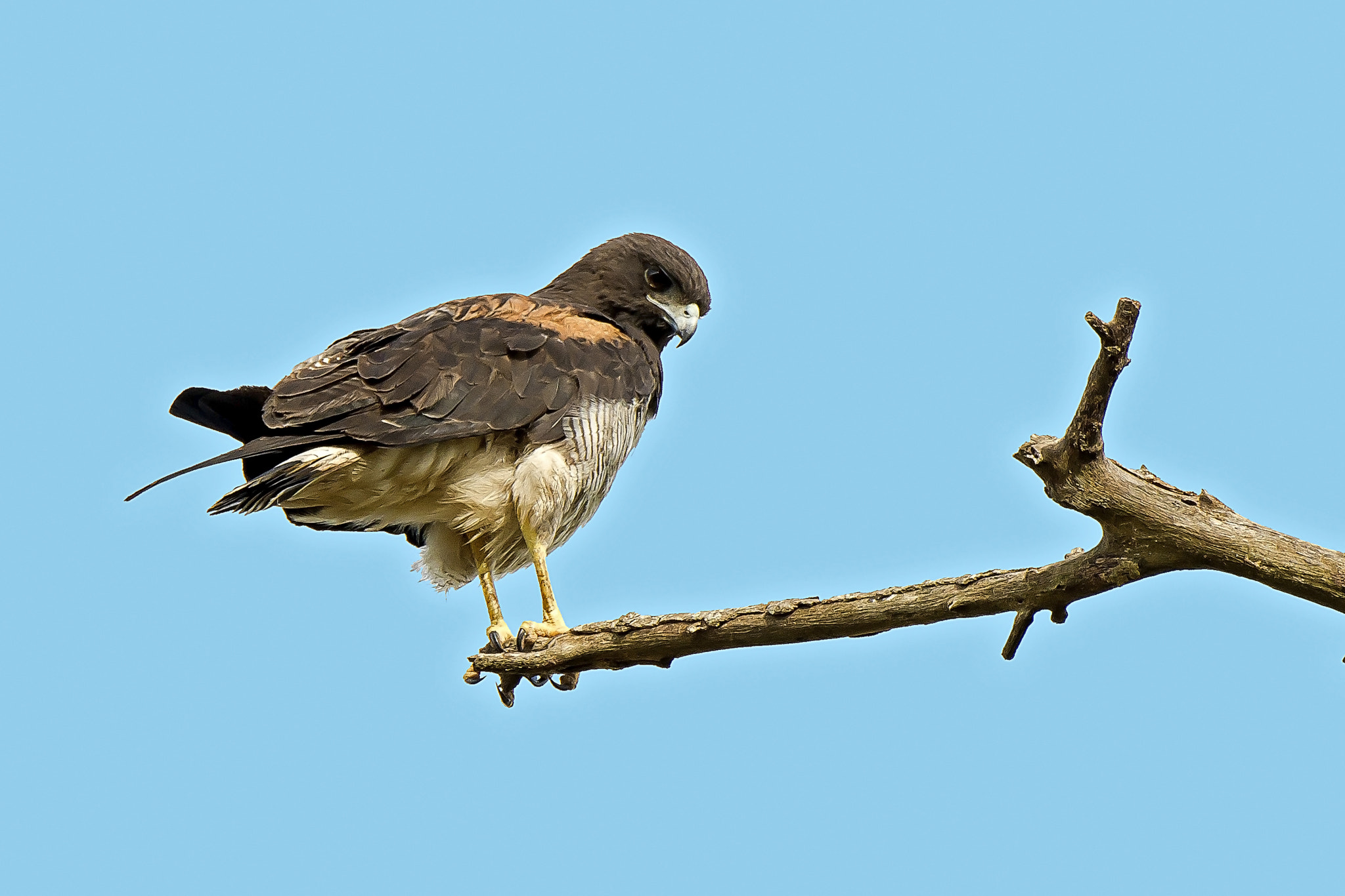 Nikon D600 sample photo. White-tailed hawk photography