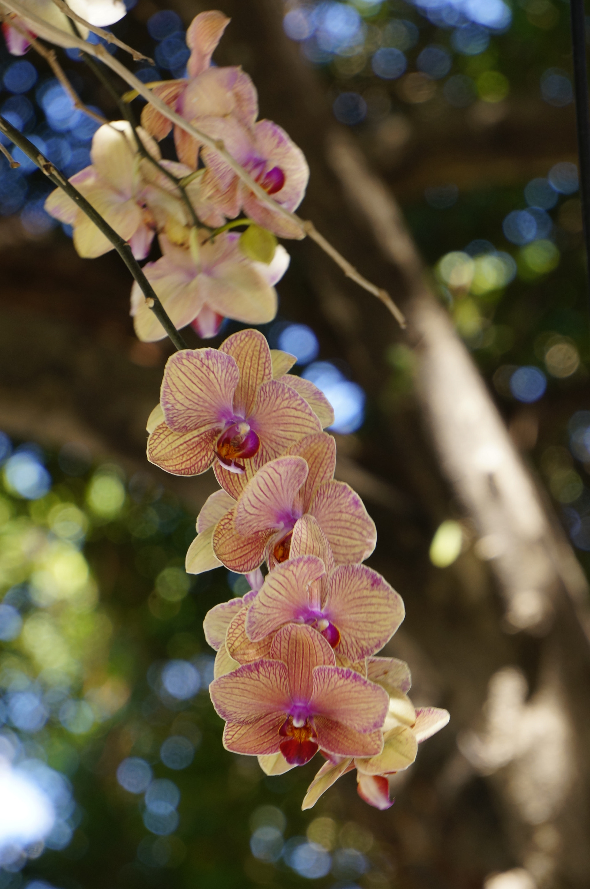 Sony Alpha NEX-6 + Sony E 55-210mm F4.5-6.3 OSS sample photo. Orchid in miami photography