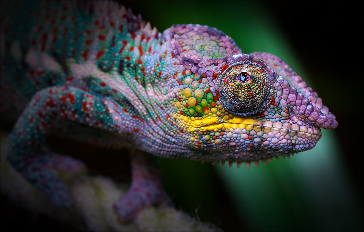 Sigma 105mm F2.8 EX DG Macro sample photo. Kameleon photography