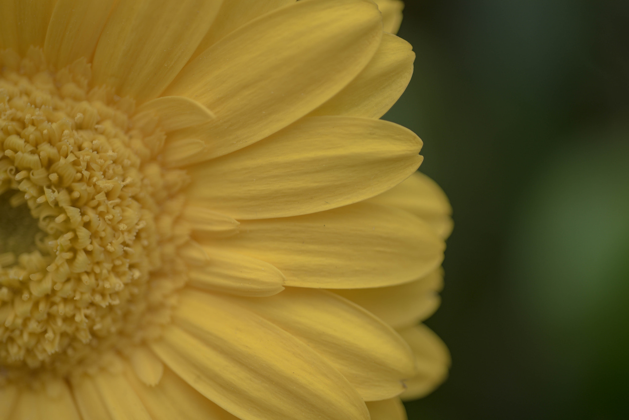 Nikon D750 + AF Micro-Nikkor 60mm f/2.8 sample photo. Sunflower photography