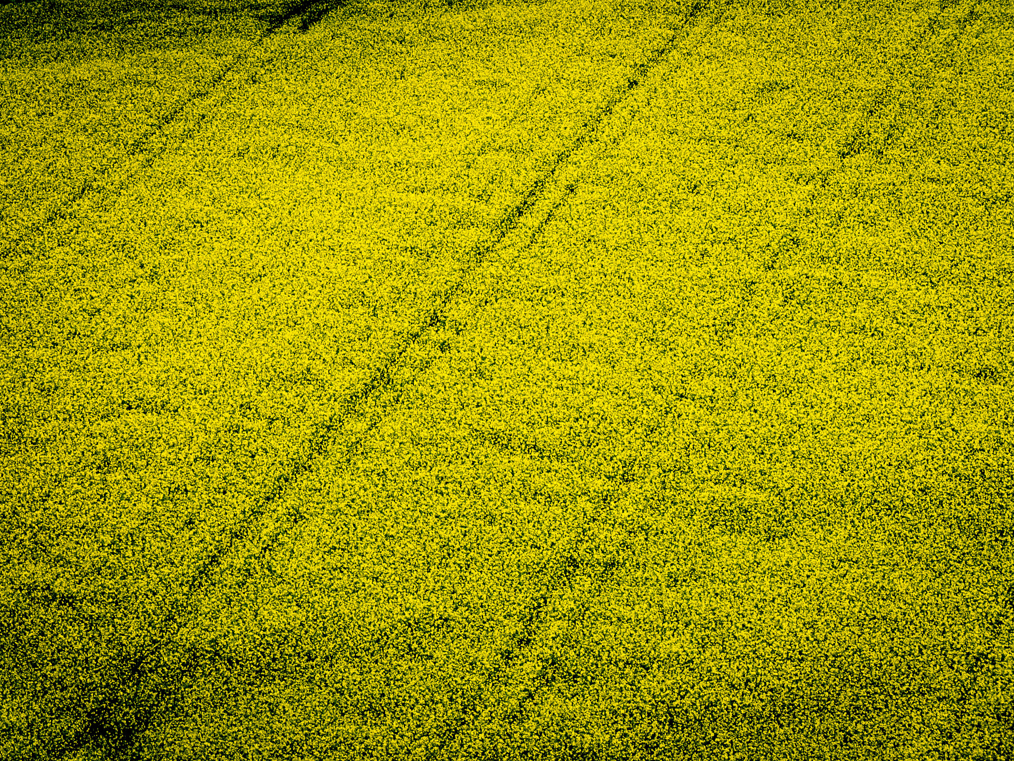 Panasonic Lumix DMC-GH4 sample photo. Rape [brassica napus] photography