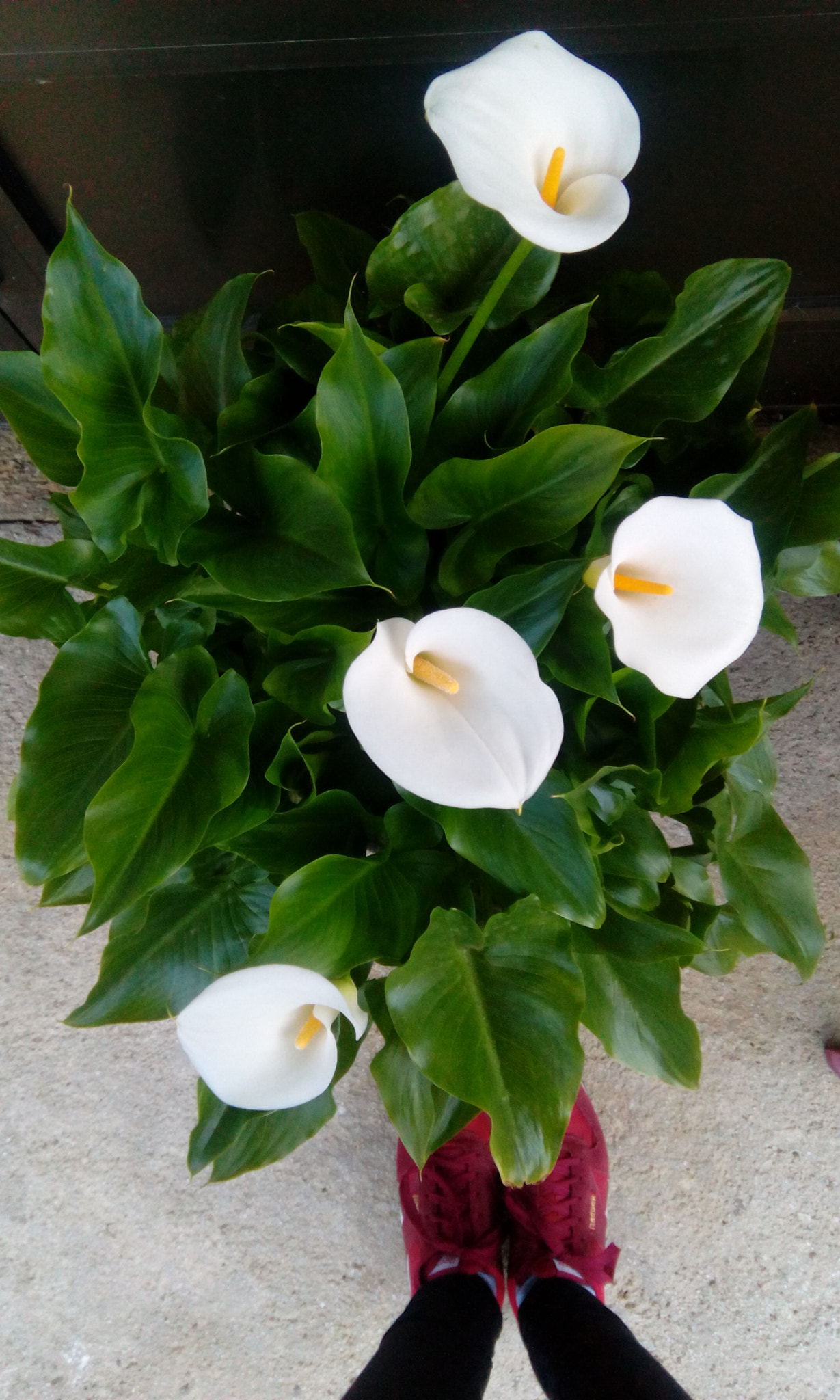 HTC DESIRE 620G DUAL SIM sample photo
