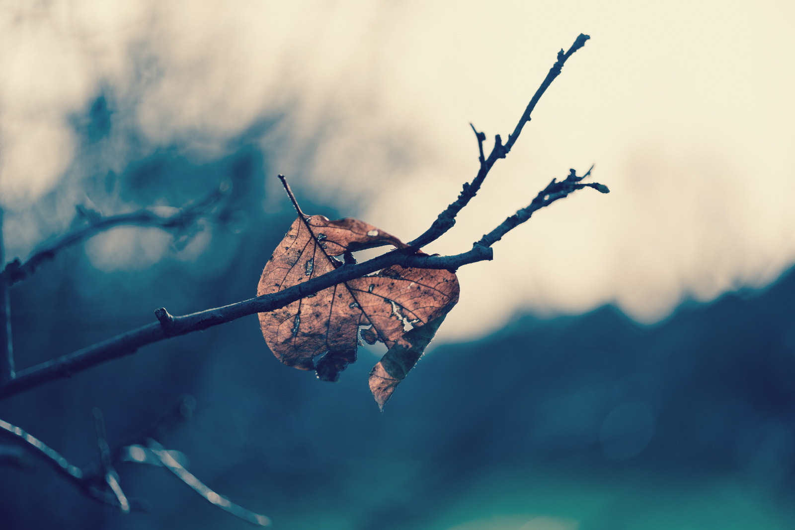 ZEISS Makro-Planar T* 50mm F2 sample photo. Leaf photography