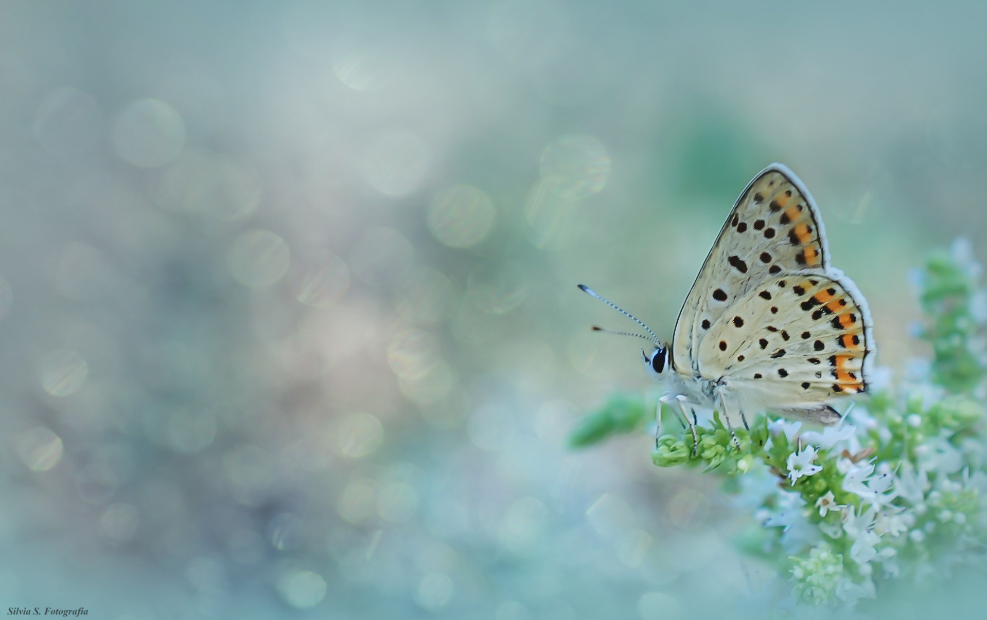 Nikon AF-S DX Micro Nikkor 40mm F2.8 sample photo. Little butterfly  photography