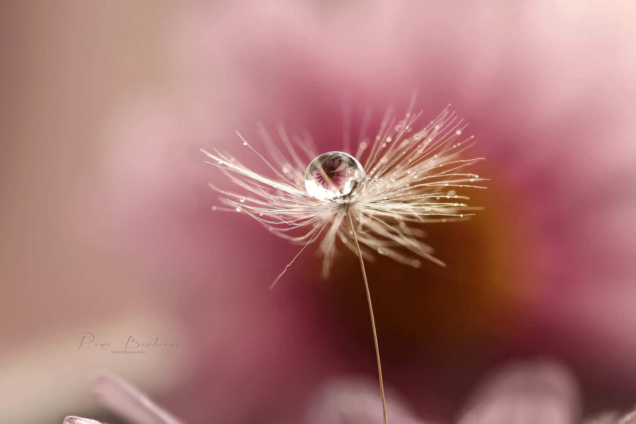 Sigma 105mm F2.8 EX DG OS HSM sample photo. Secret photography