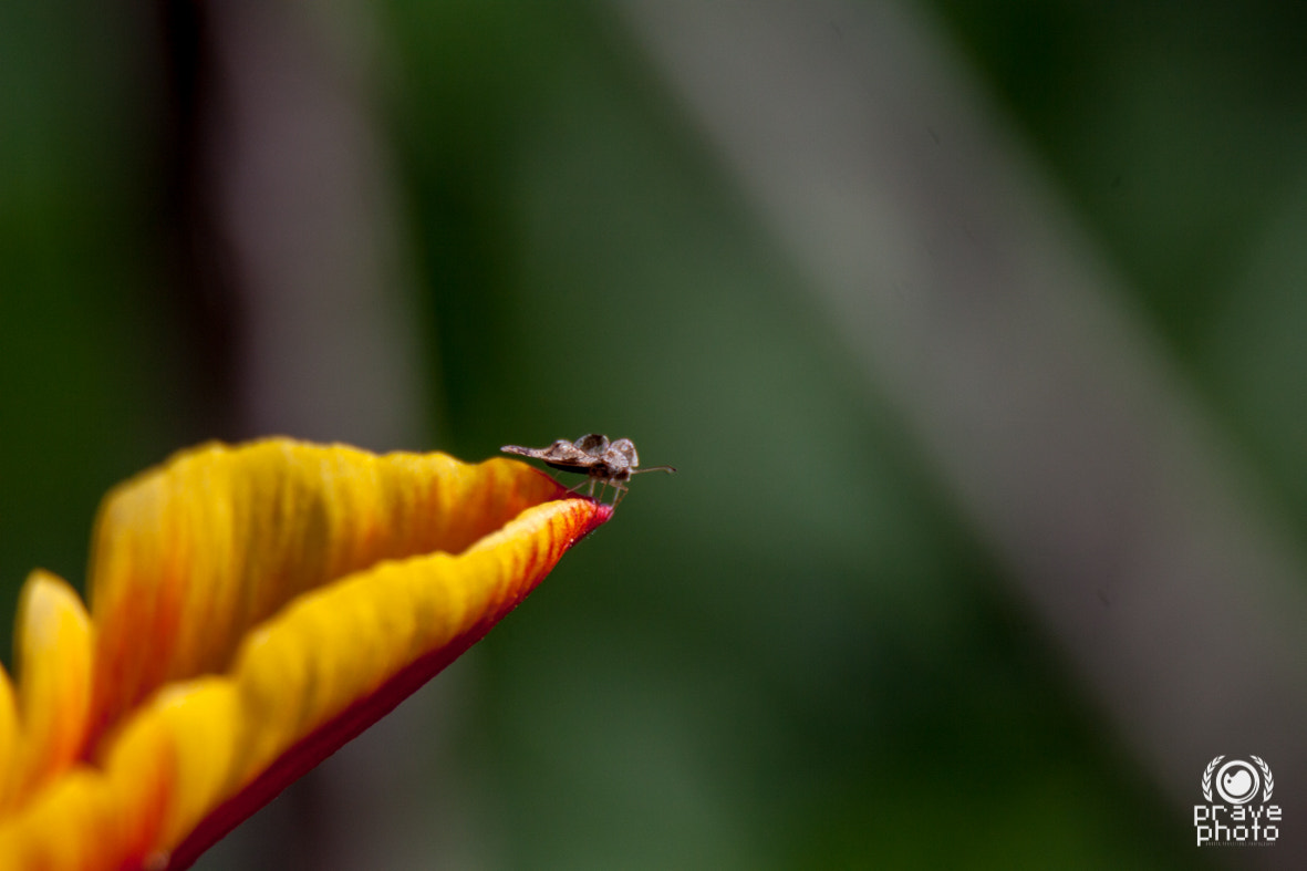 Sigma 18-250mm F3.5-6.3 DC OS HSM sample photo. Ready to fly photography