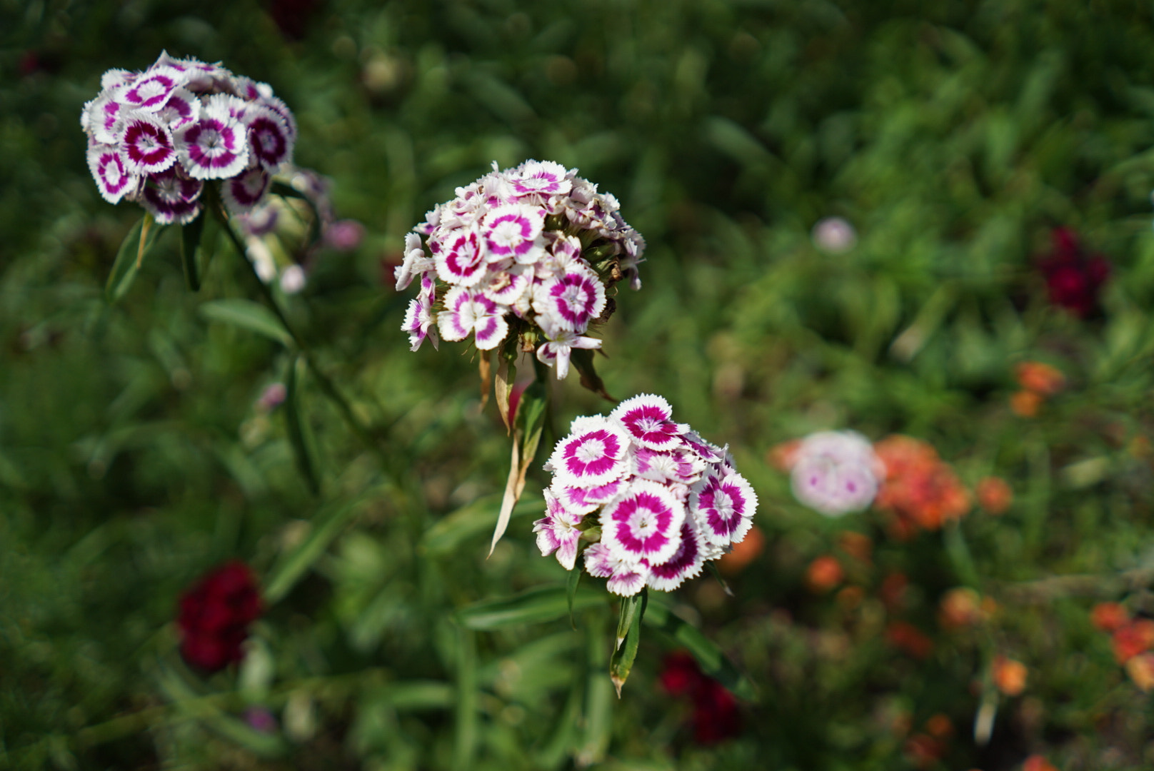 Sony a7 II + Sony FE 28mm F2 sample photo. 3 bunches photography