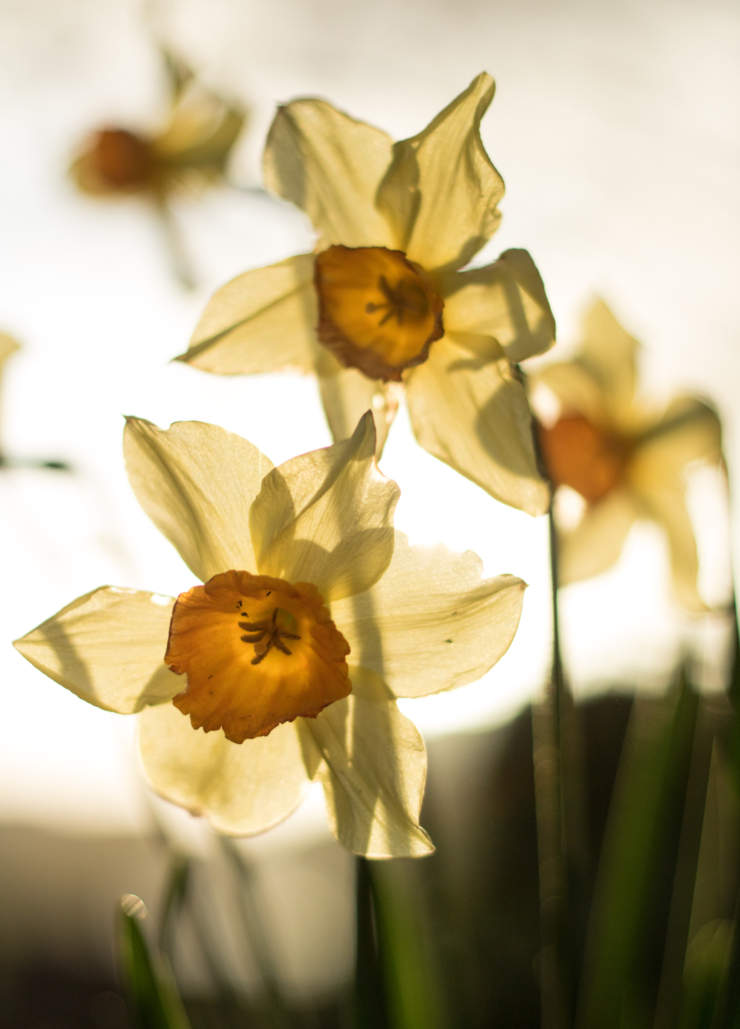 Canon EOS 760D (EOS Rebel T6s / EOS 8000D) + Canon EF 50mm F1.8 II sample photo. Spring evening photography