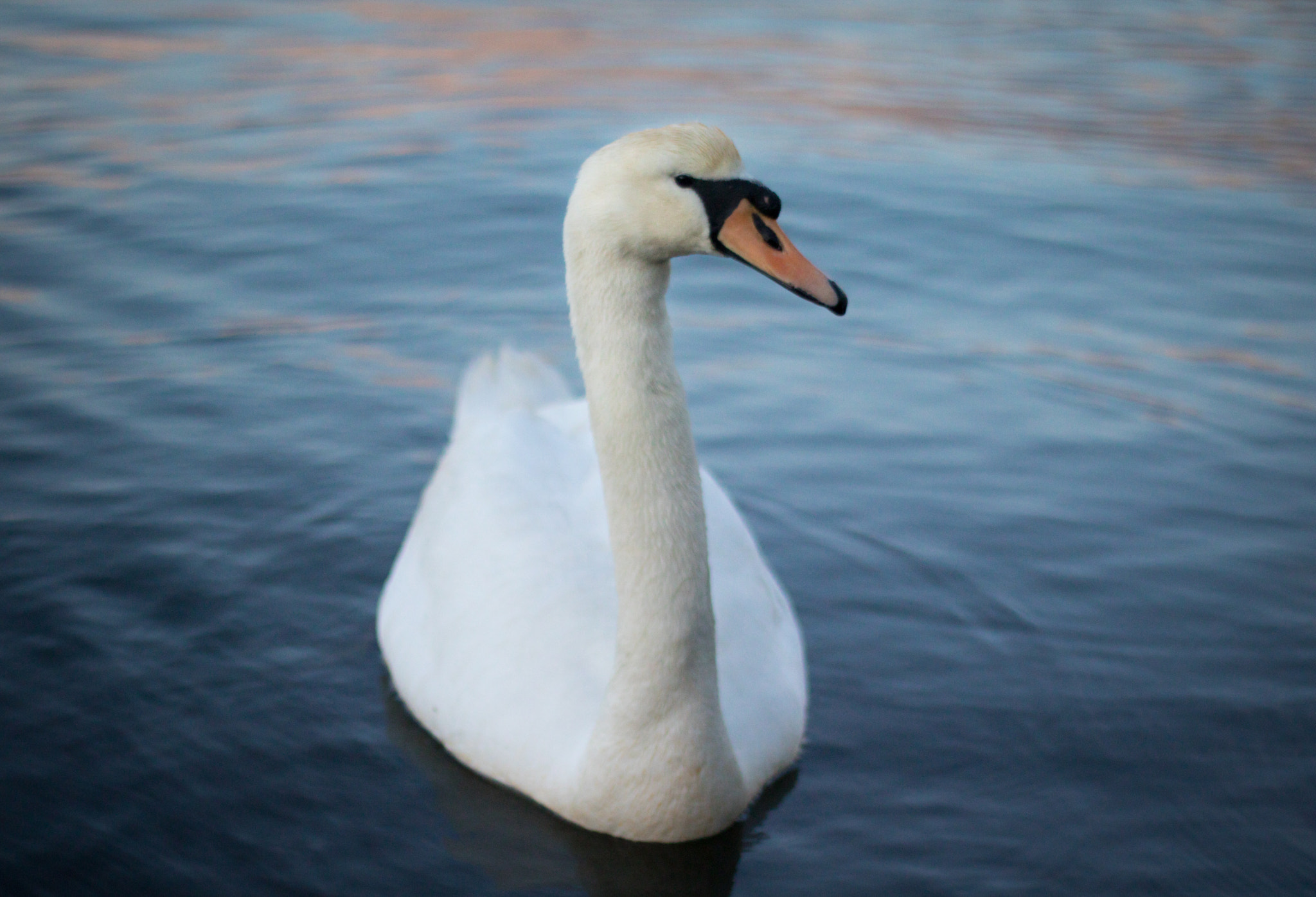 Canon EOS 760D (EOS Rebel T6s / EOS 8000D) + Canon EF 50mm F1.8 II sample photo. Swan at dusk photography