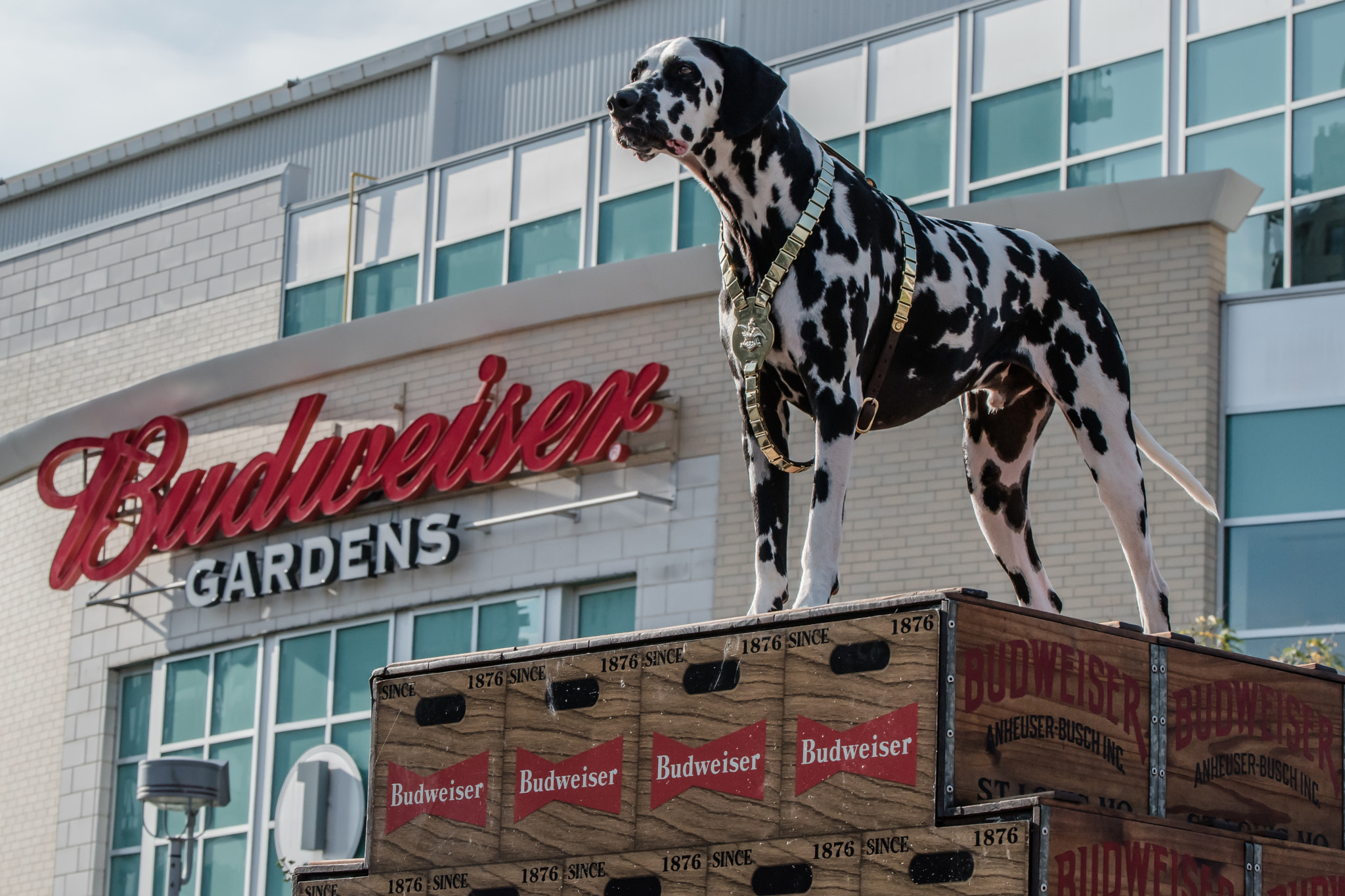 Nikon AF-S Nikkor 70-200mm F2.8G ED VR II sample photo. Budweiser team photography