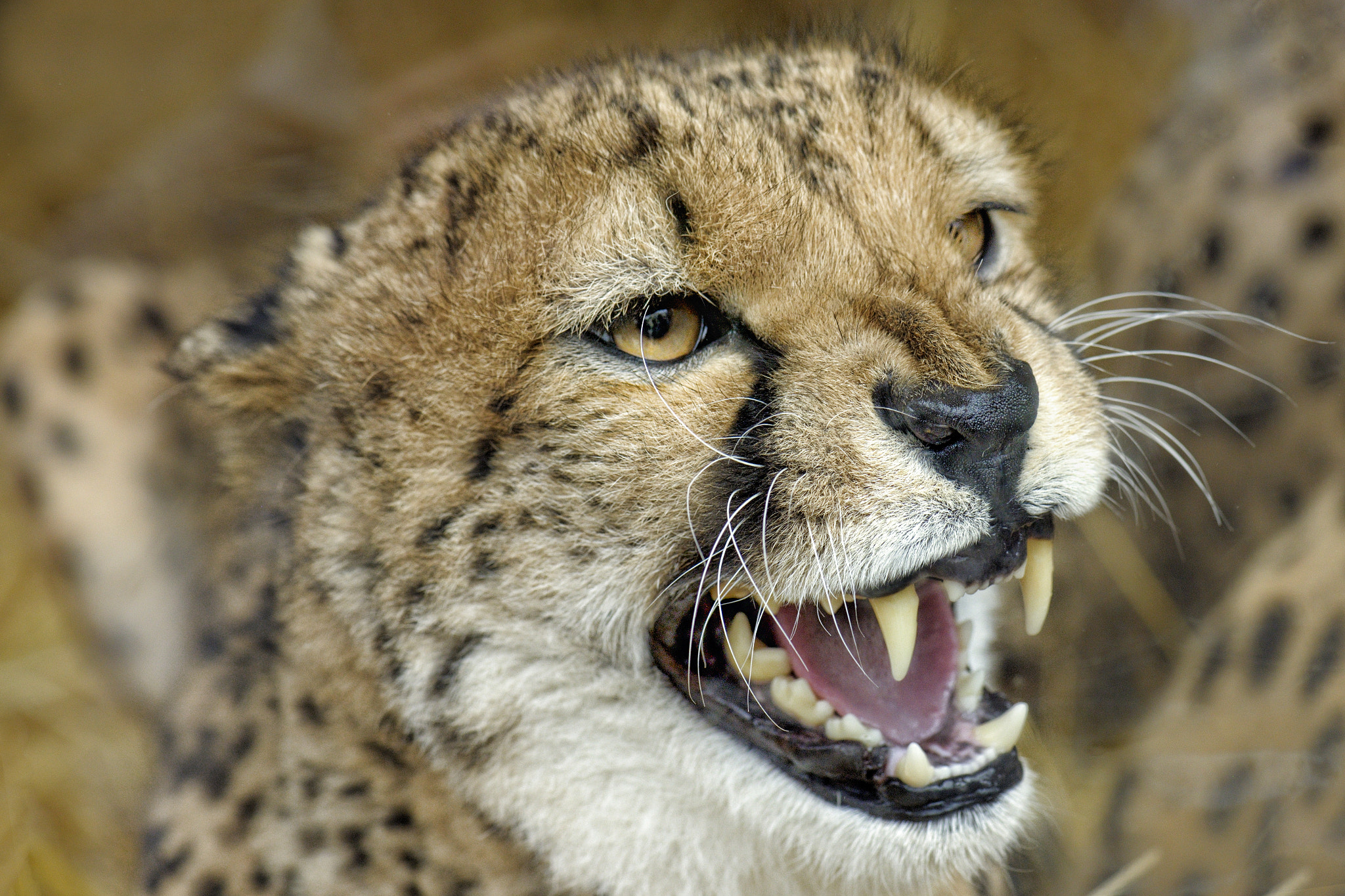 Nikon D3X sample photo. Beware photography