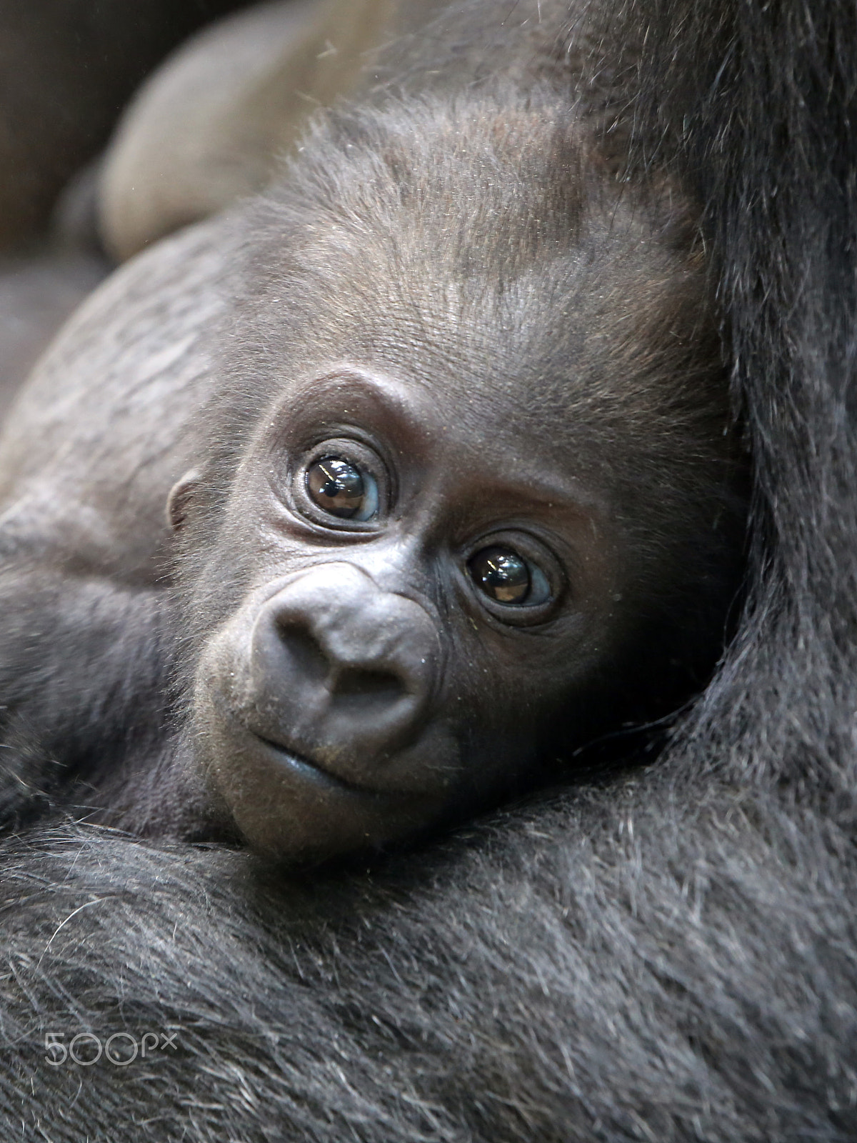 Canon EF 100-400mm F4.5-5.6L IS II USM sample photo. Baby gorilla photography