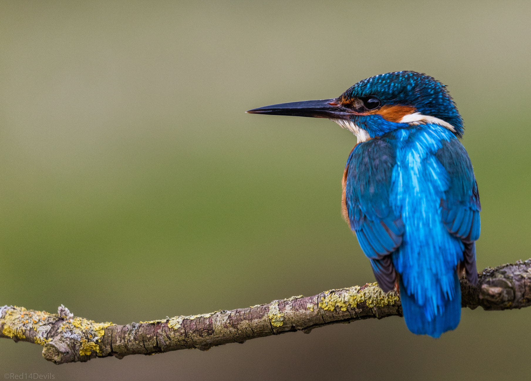 Canon EF 100-400mm F4.5-5.6L IS II USM sample photo. Common kingfisher photography