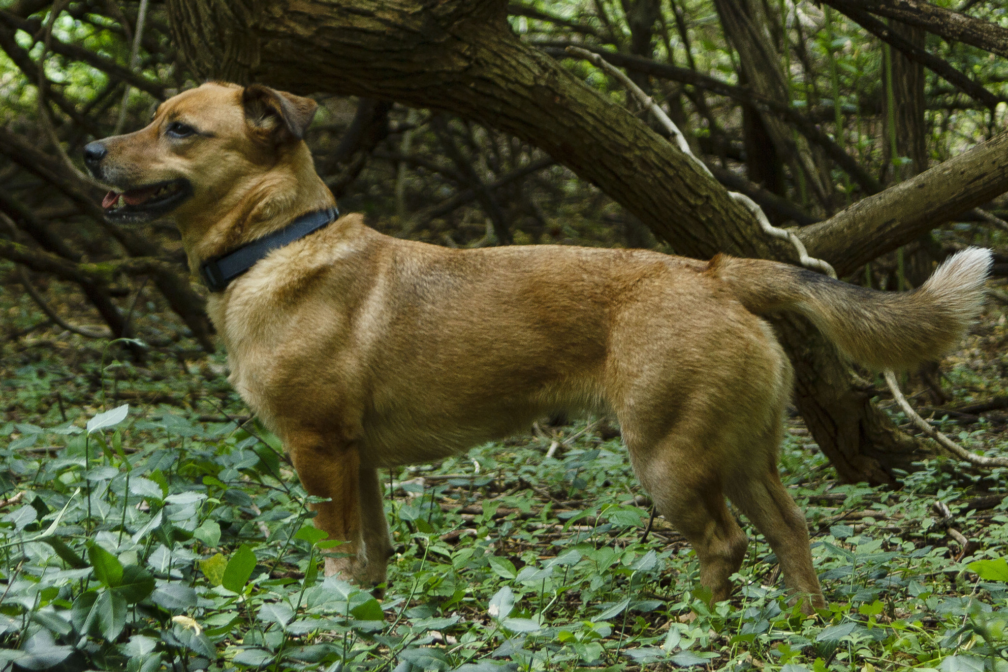 Canon EF 35-80mm f/4-5.6 sample photo. Alert photography