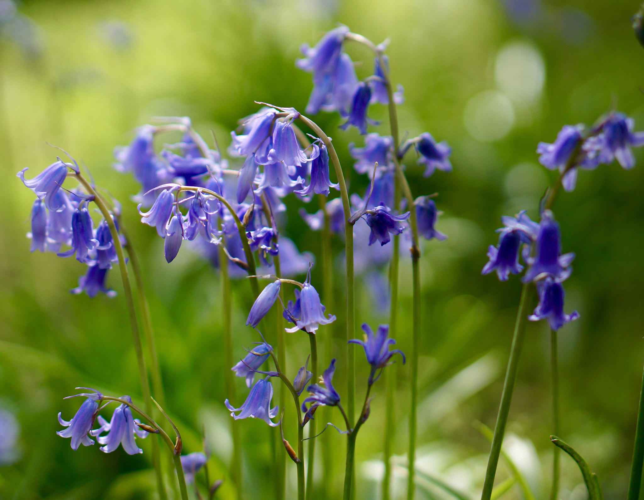 Sony Alpha NEX-5T + Sony E 50mm F1.8 OSS sample photo. Jour de printemps photography