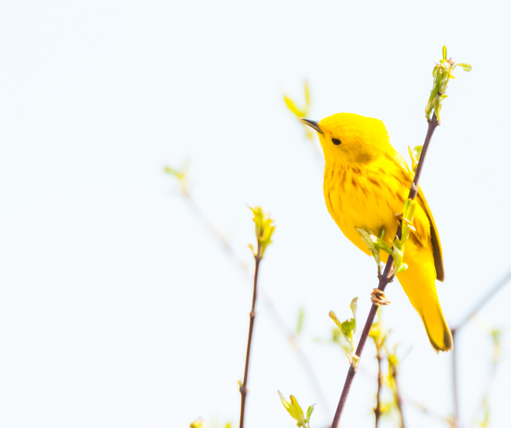 Sigma 150-600mm F5-6.3 DG OS HSM | C sample photo. Brillant yellow photography