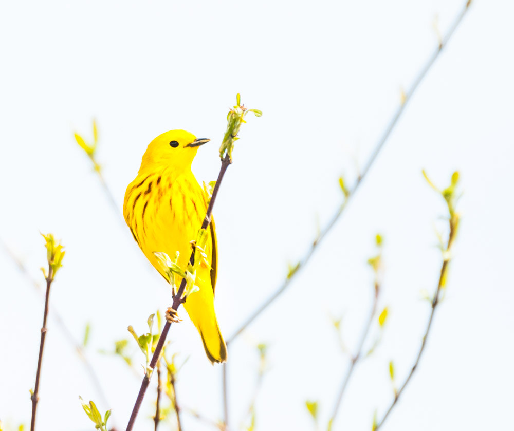 Sigma 150-600mm F5-6.3 DG OS HSM | C sample photo. The yellow warbler photography