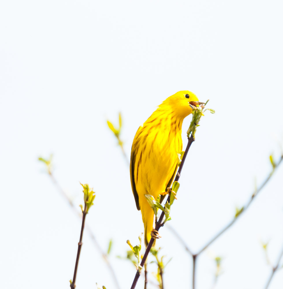 Sigma 150-600mm F5-6.3 DG OS HSM | C sample photo. The male yellow warbler photography