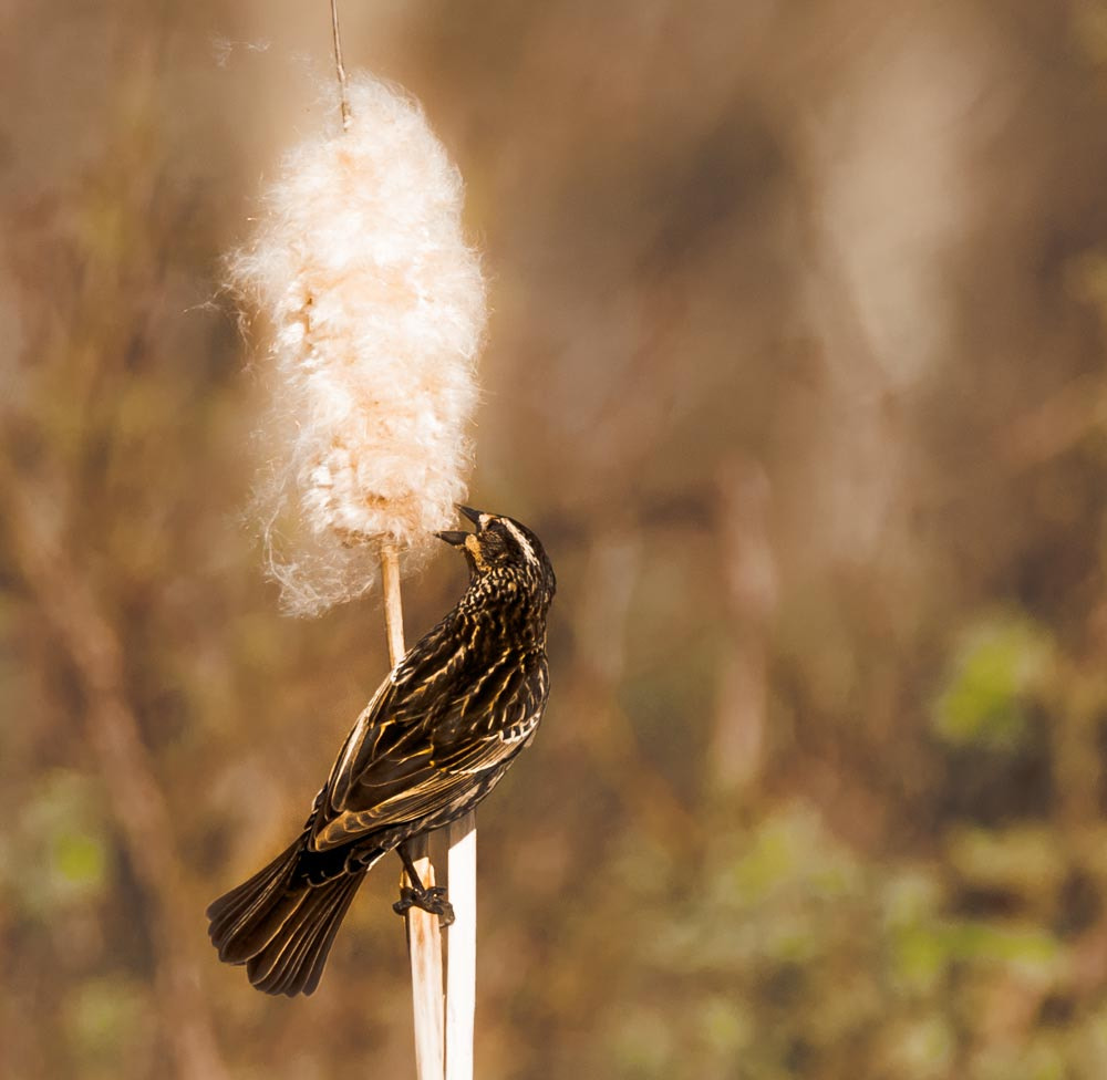 Sigma 150-600mm F5-6.3 DG OS HSM | C sample photo. Cotton candy photography