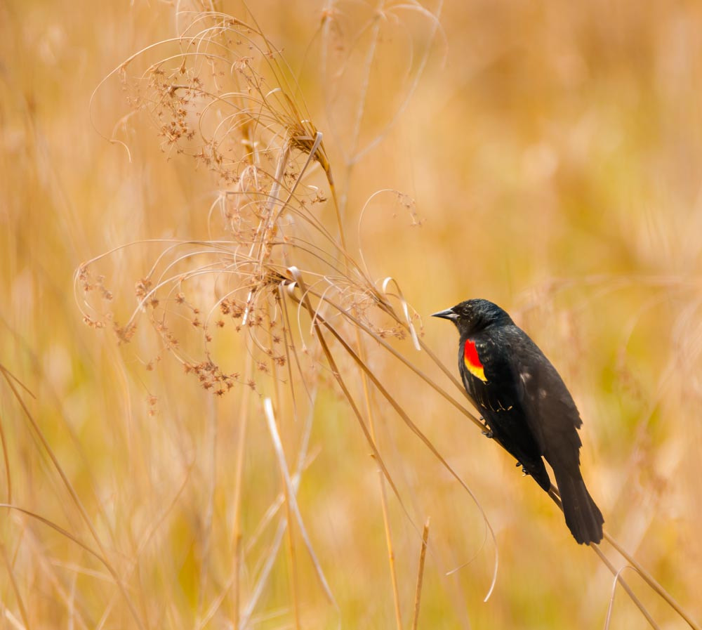 Sigma 150-600mm F5-6.3 DG OS HSM | C sample photo. Holding onto dinner photography