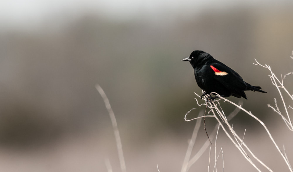 Sigma 150-600mm F5-6.3 DG OS HSM | C sample photo. Red winged blackbird photography