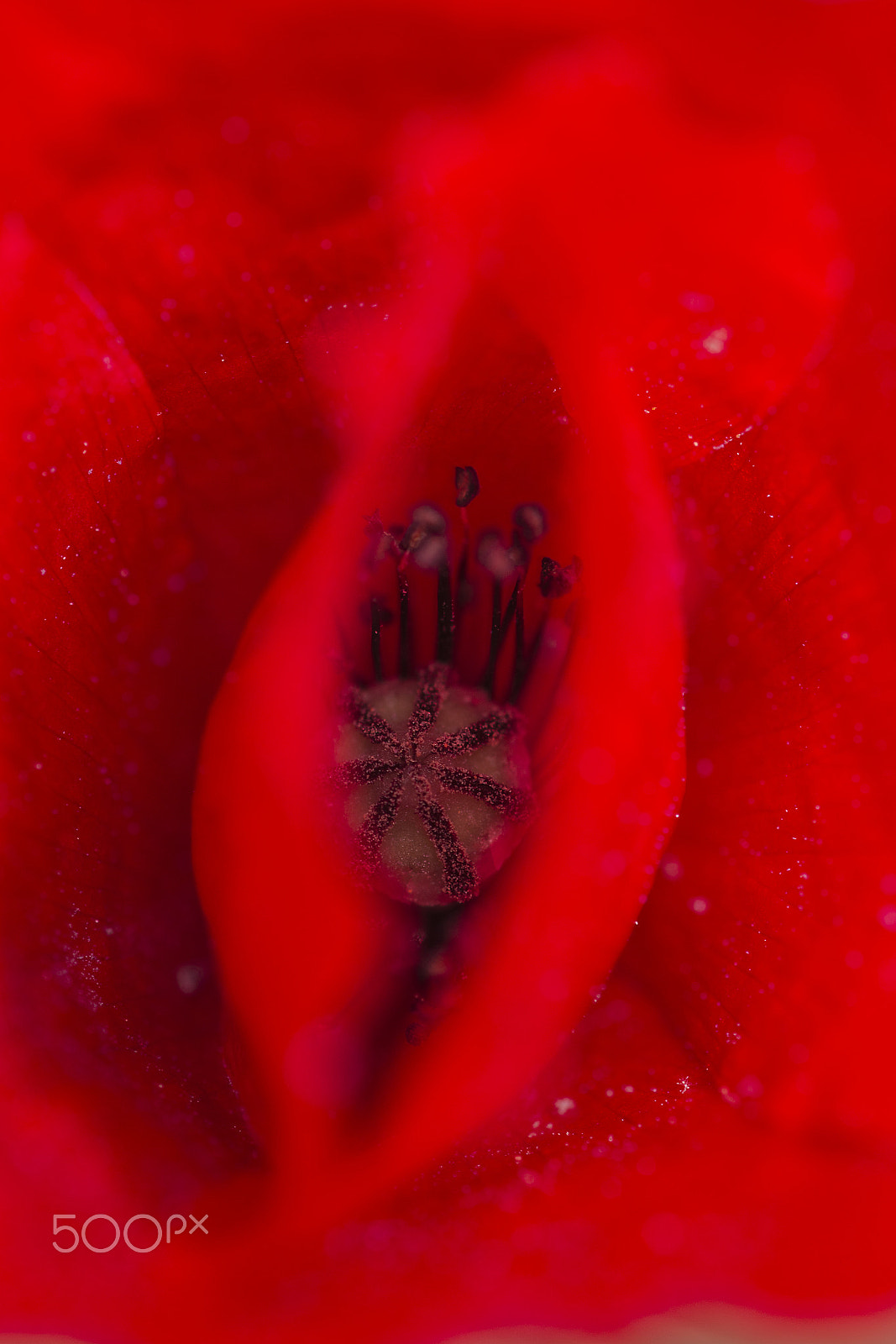 Nikon D800E sample photo. Poppy photography
