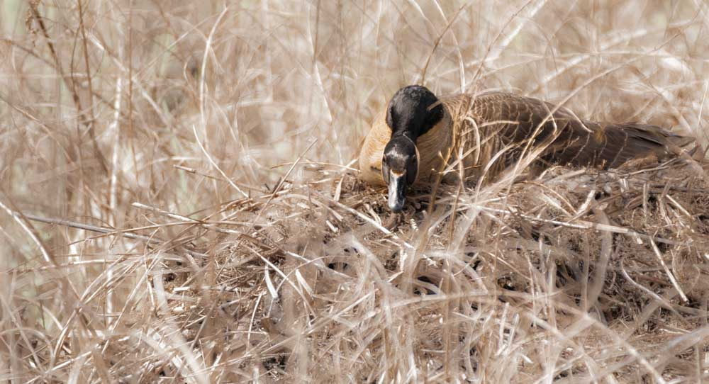 Sigma 150-600mm F5-6.3 DG OS HSM | C sample photo. Nesting photography