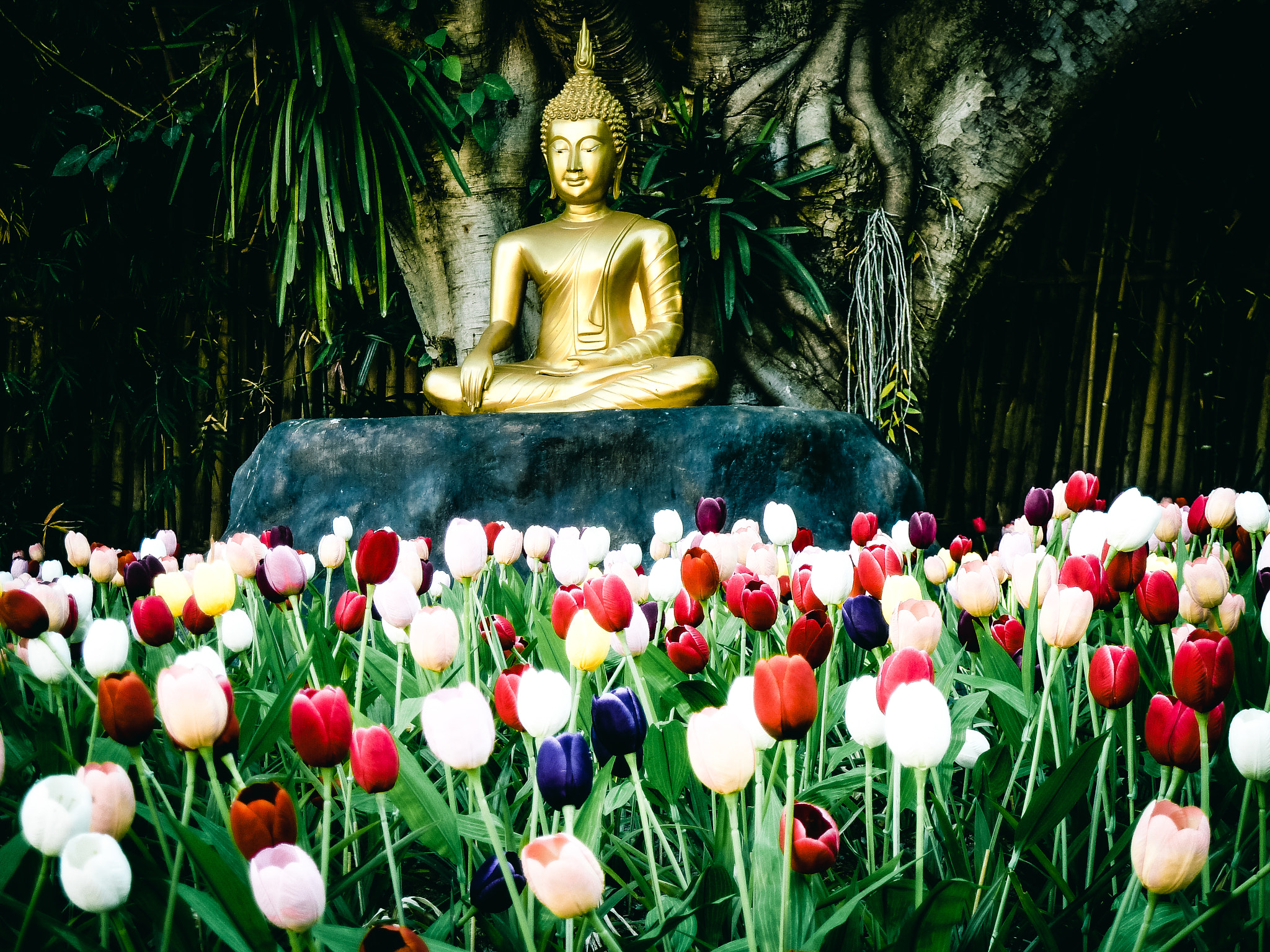Panasonic Lumix DMC-ZS5 (Lumix DMC-TZ8) sample photo. Chiang mai buddha photography