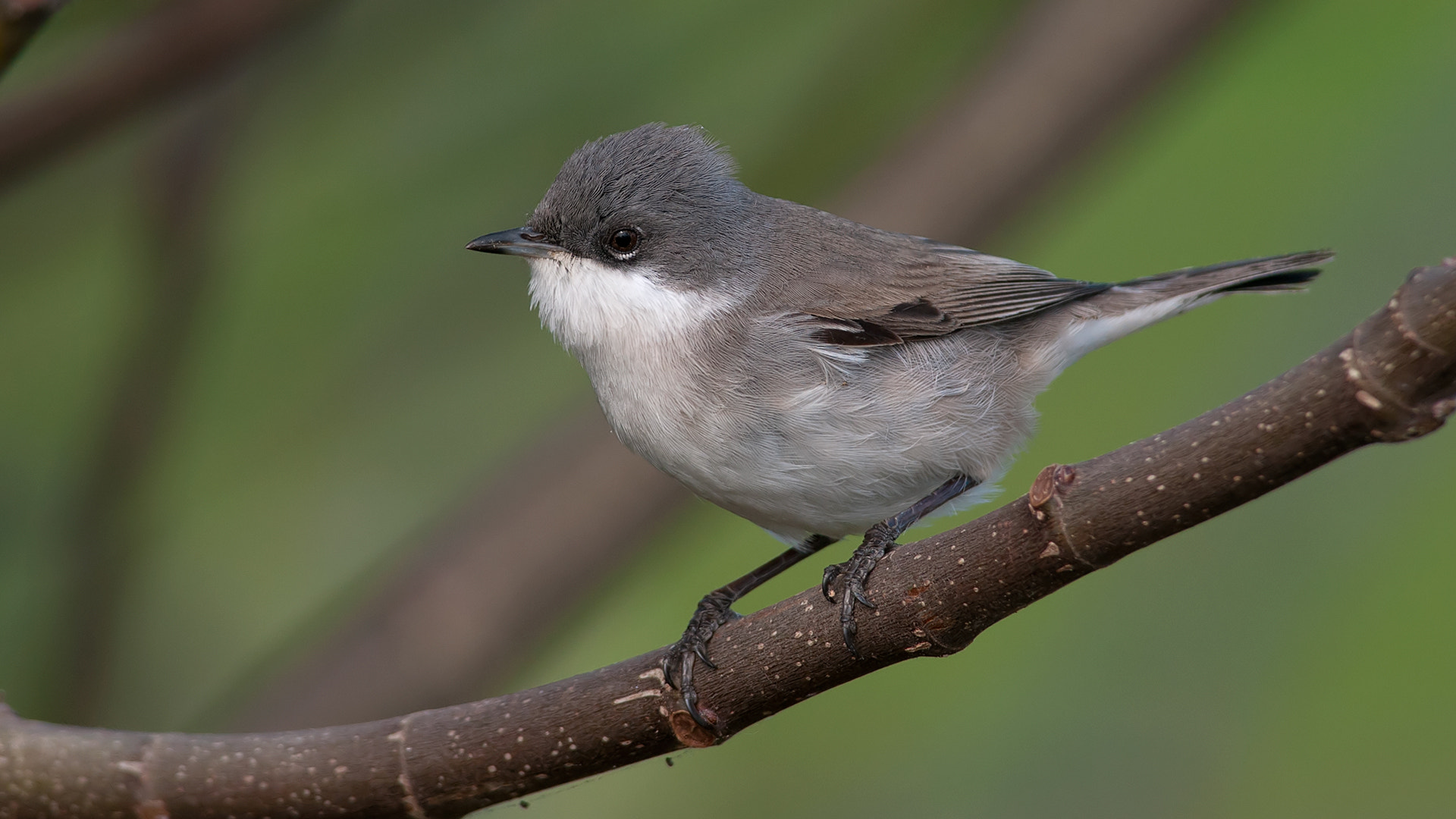 Nikon D300S + Nikon AF-S Nikkor 300mm F4D ED-IF sample photo. Lesser whitethroat, sylvia curruca photography