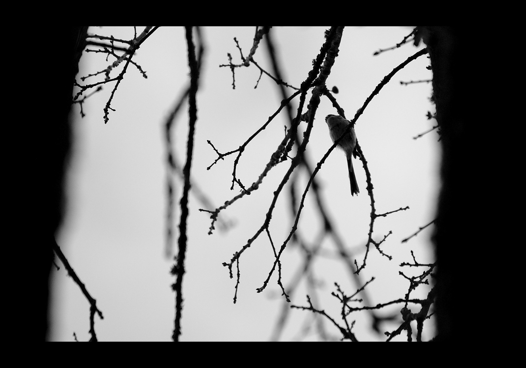 Nikon D40X sample photo. Mésange à longue queue photography