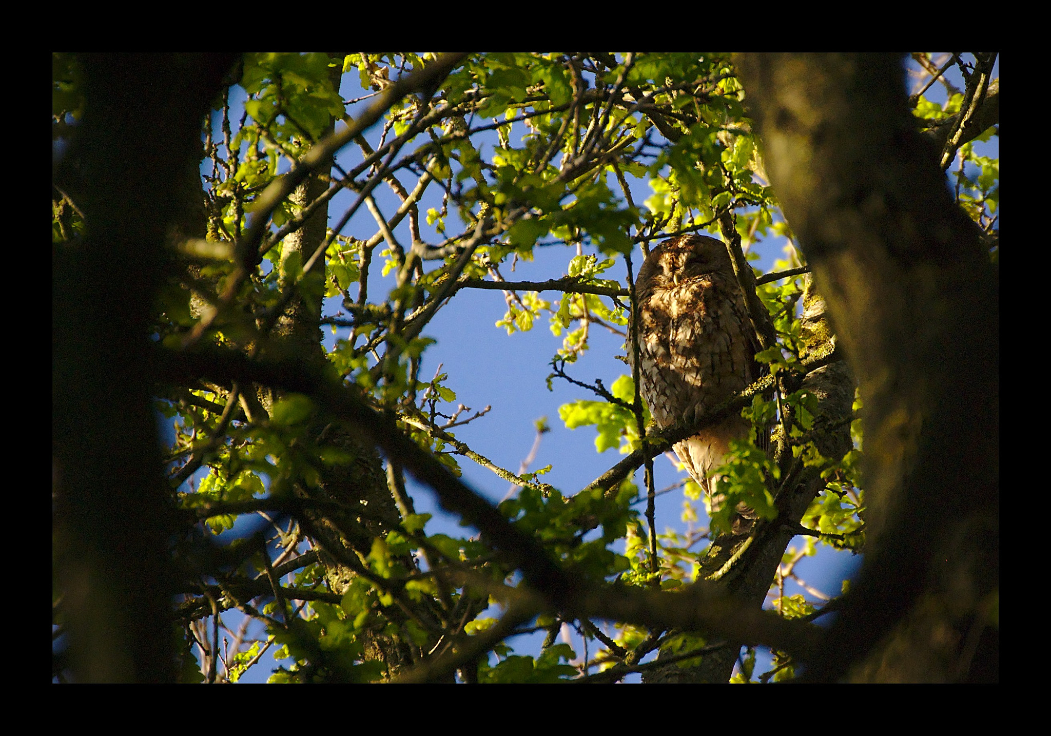 Nikon D40X sample photo. Dame hulotte photography