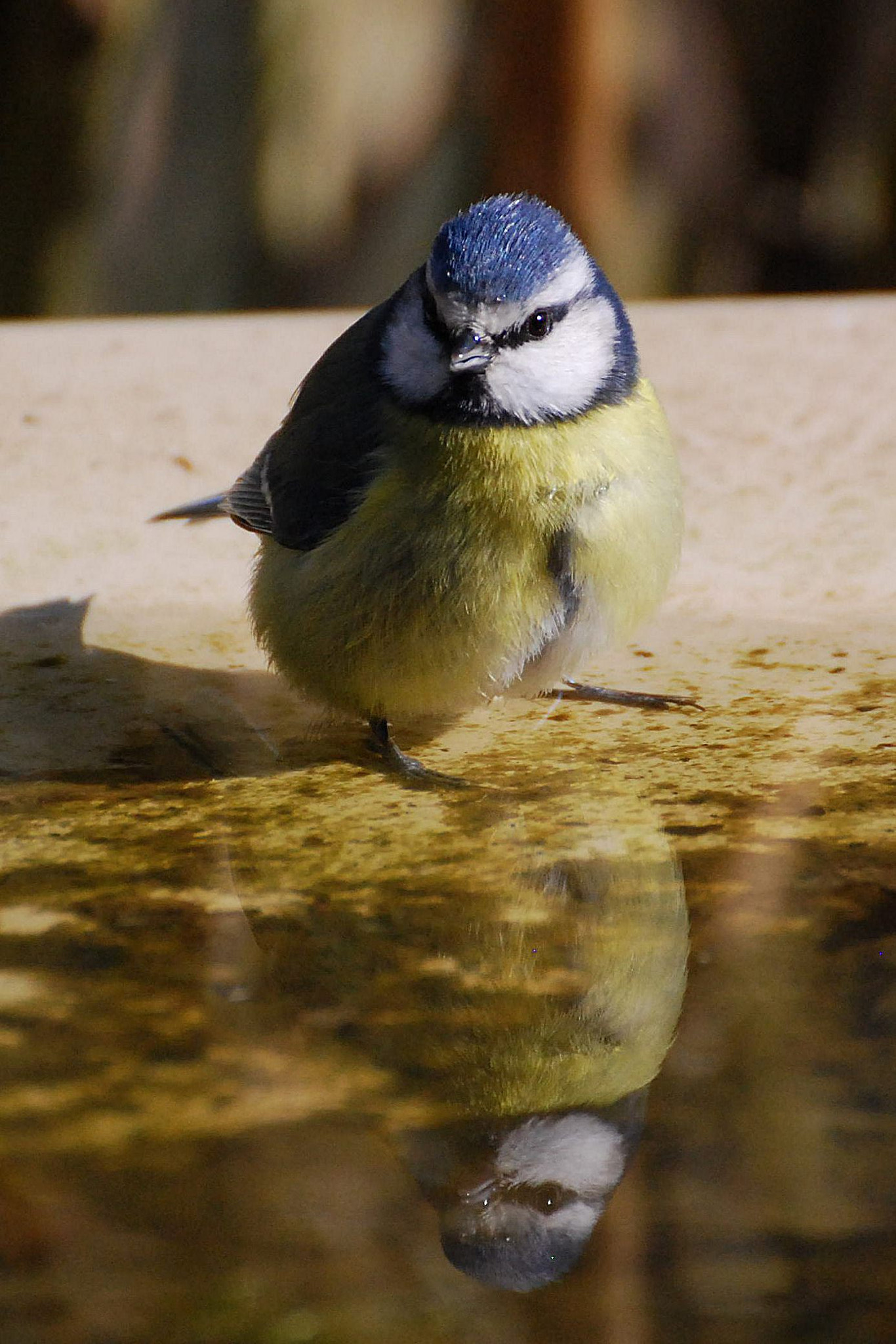 Nikon D40X sample photo. Mésange bleue (?) photography