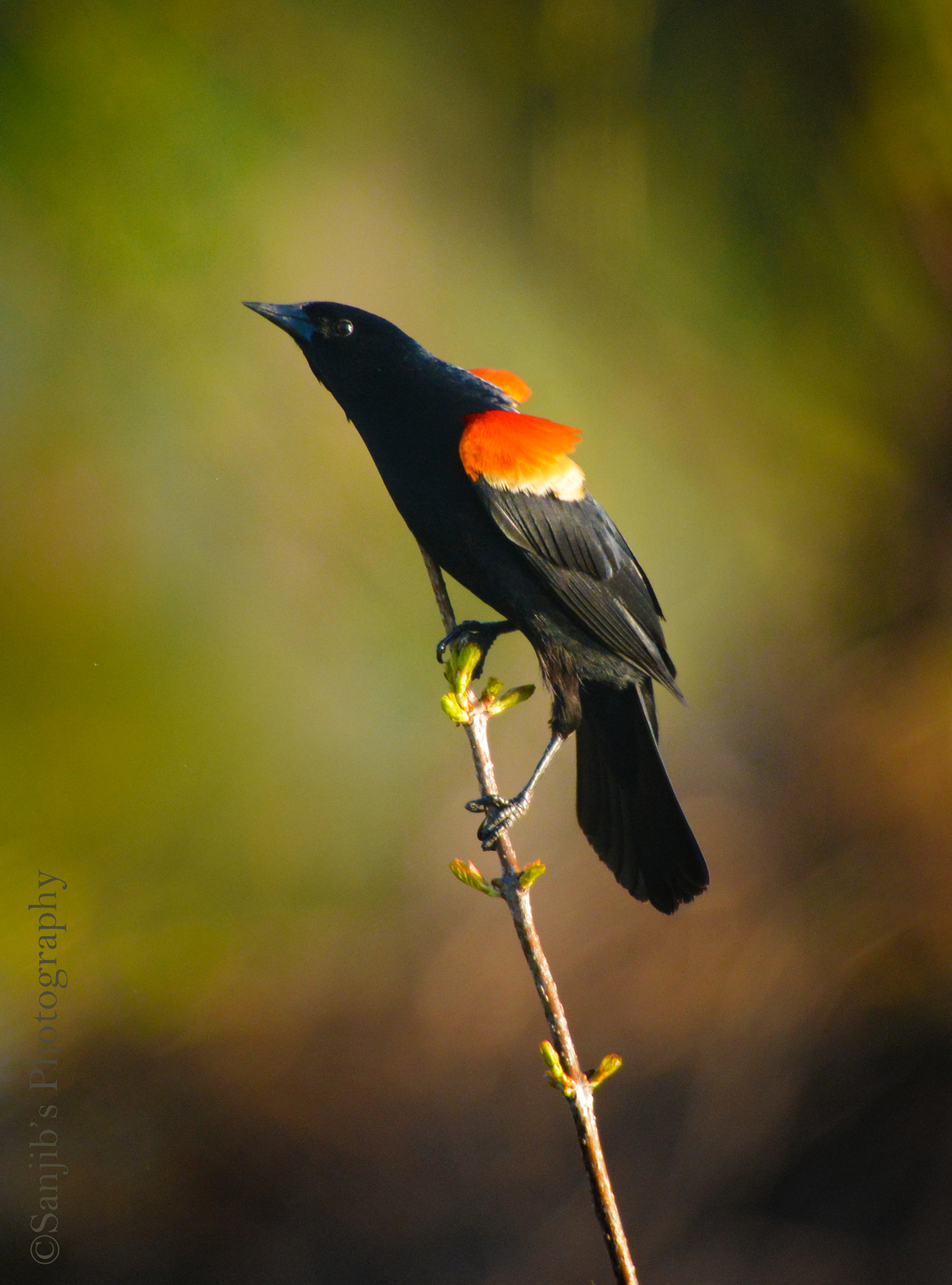 AF Zoom-Nikkor 24-50mm f/3.3-4.5 sample photo. Black bird photography