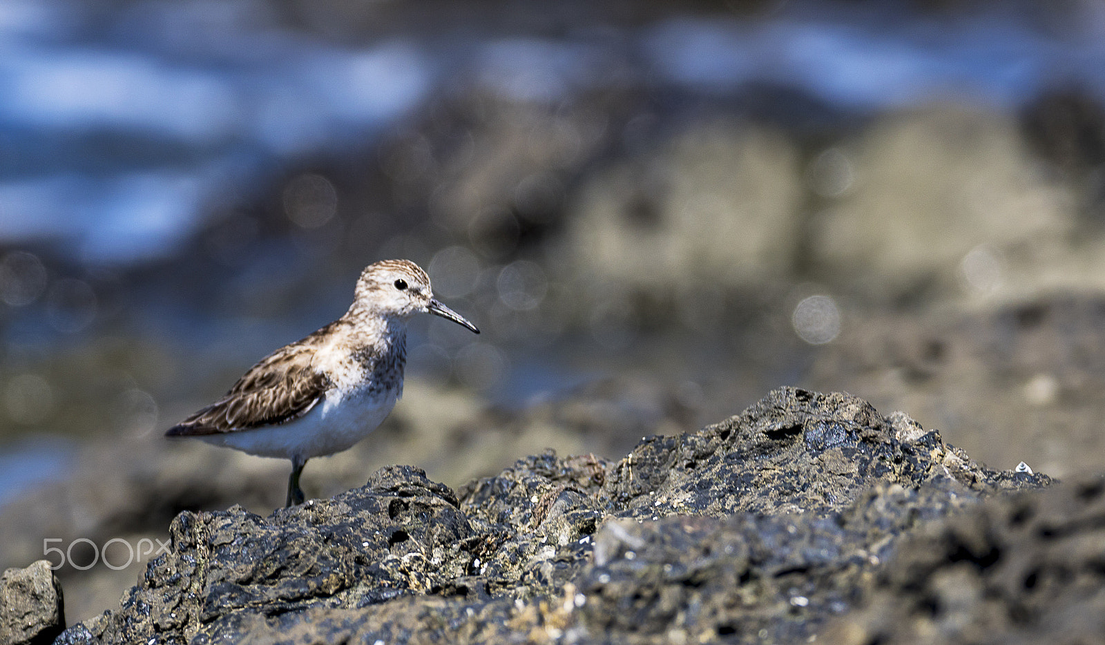 Sony 70-300mm F4.5-5.6 G SSM sample photo. Aves de la costa photography