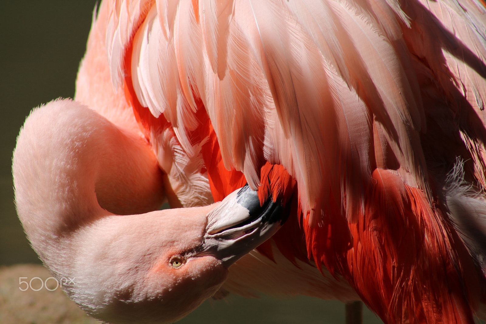 Canon EF 75-300mm f/4-5.6 USM sample photo. Flamingo 7029 photography