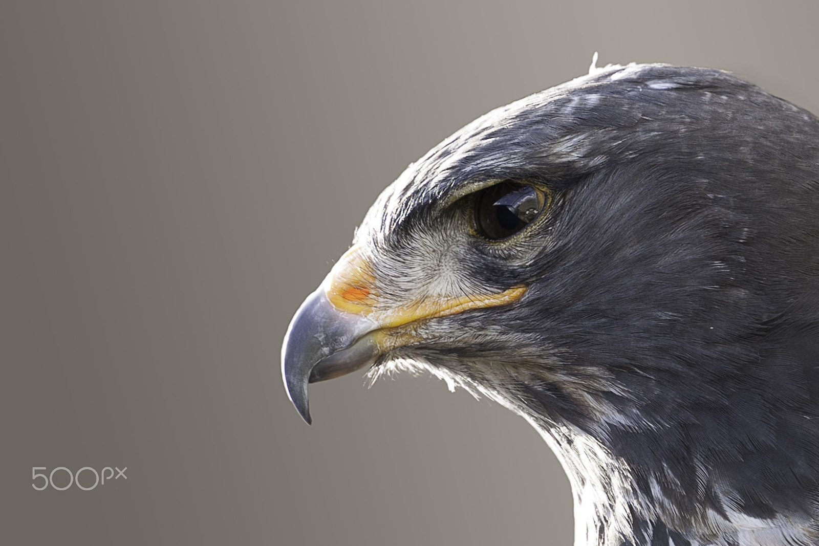 Canon EF 100-400mm F4.5-5.6L IS II USM sample photo. Eagle 2 photography