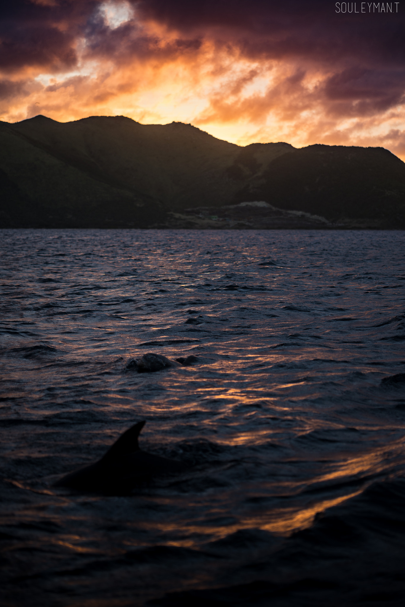 Nikon D600 sample photo. A lucky encounter photography