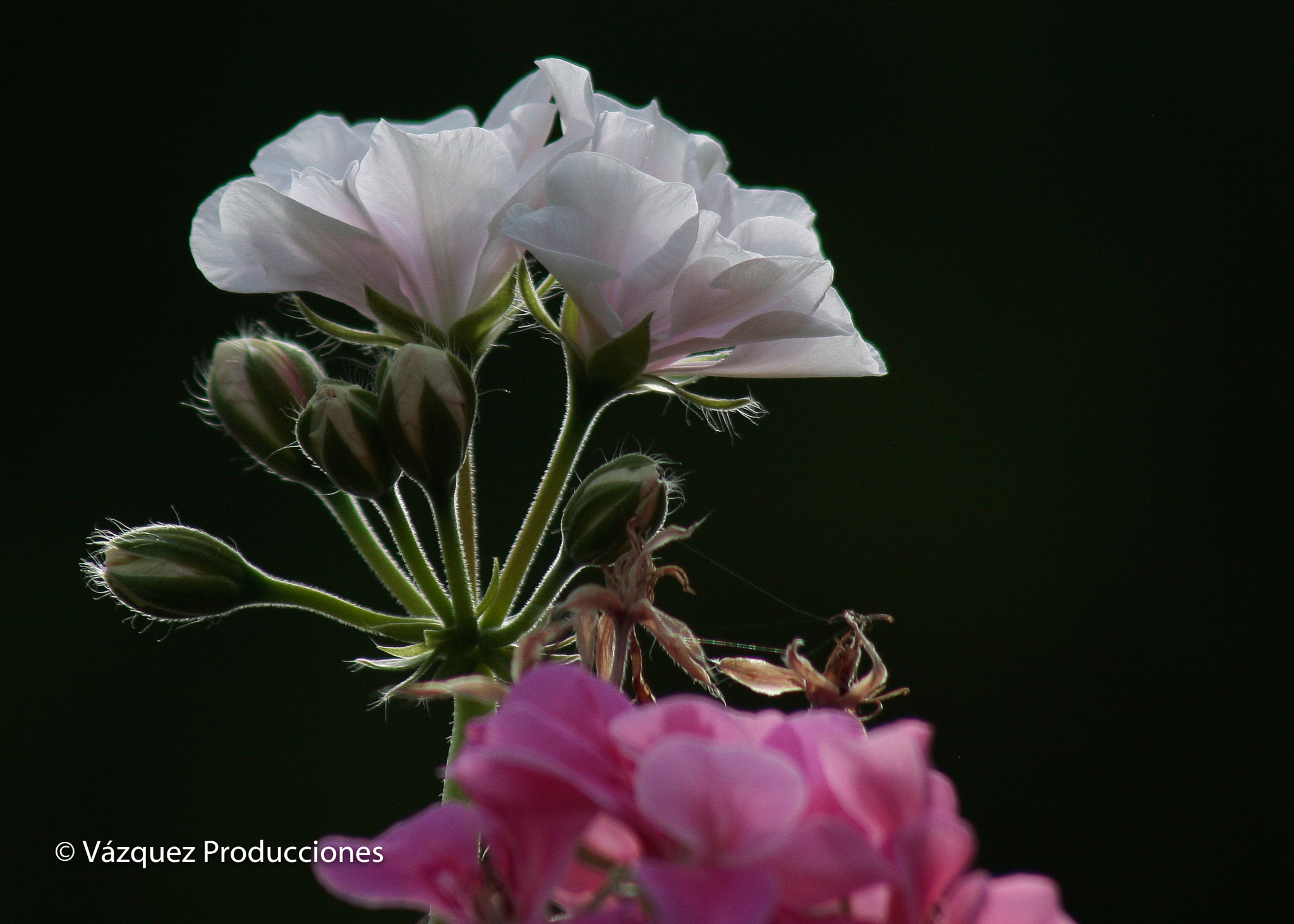 Canon EF 75-300mm f/4-5.6 USM sample photo. Flor photography