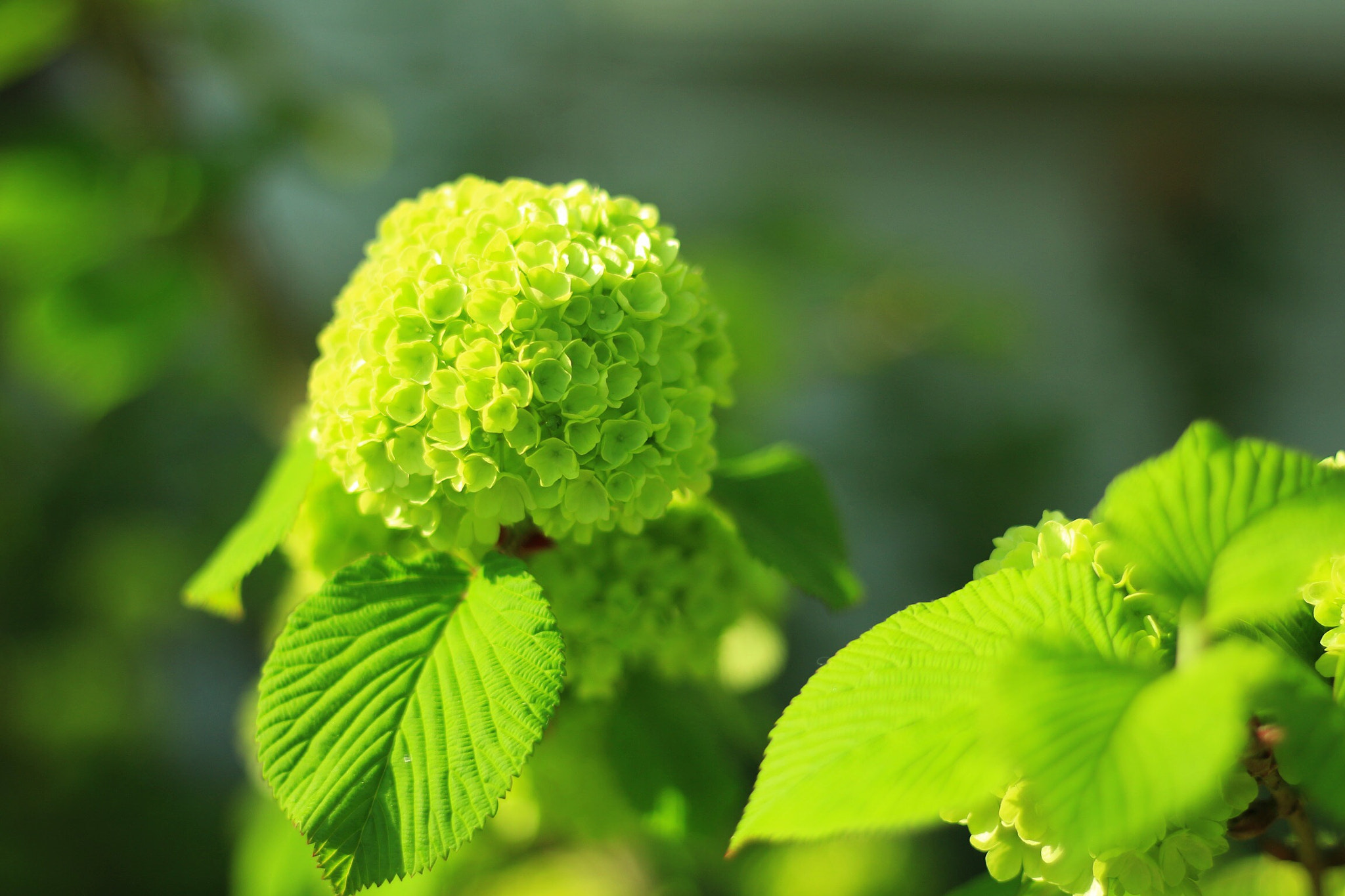 Canon EOS M + Canon EF 50mm F1.8 STM sample photo