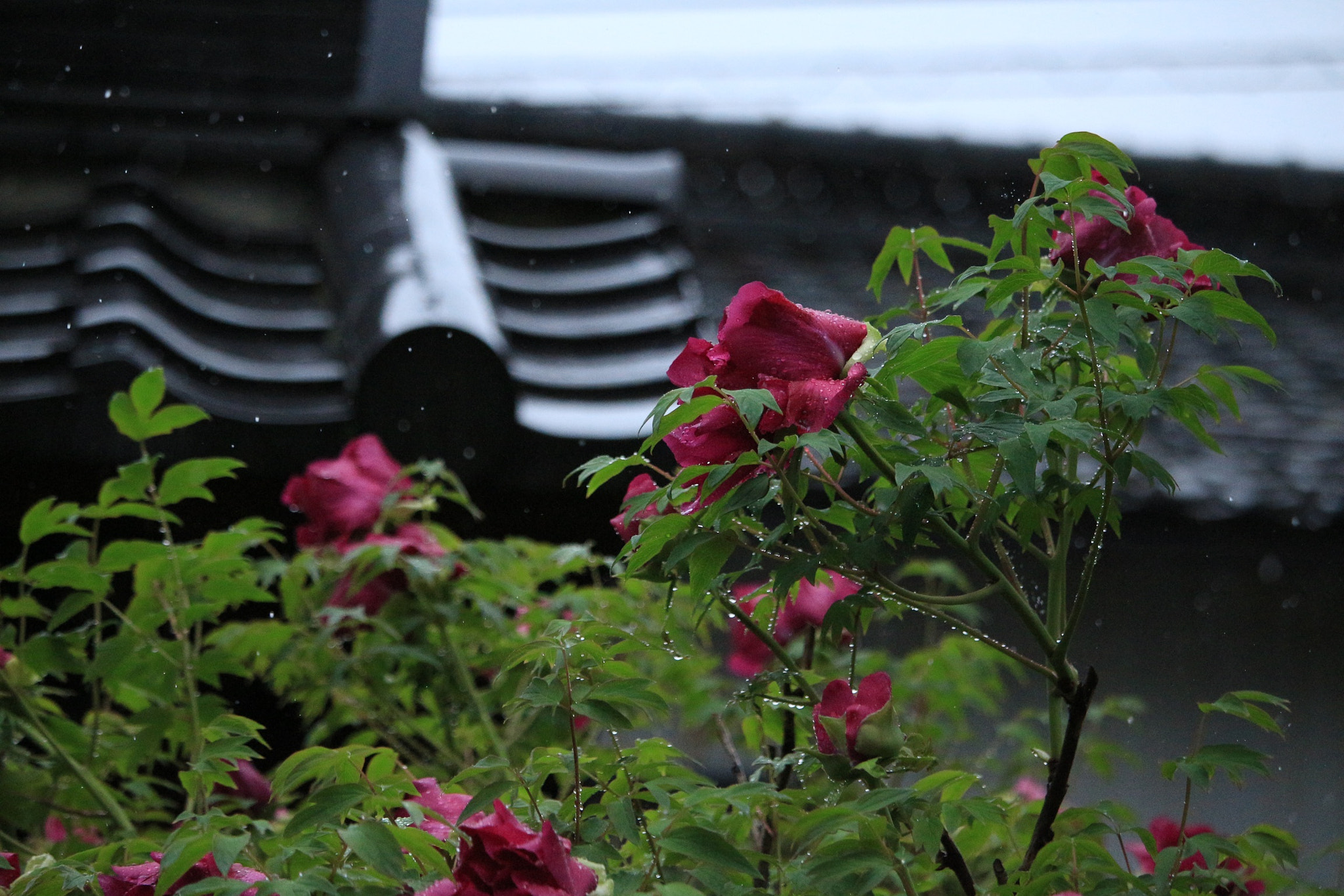 Canon EOS M + Canon EF-S 55-250mm F4-5.6 IS STM sample photo. Rain photography