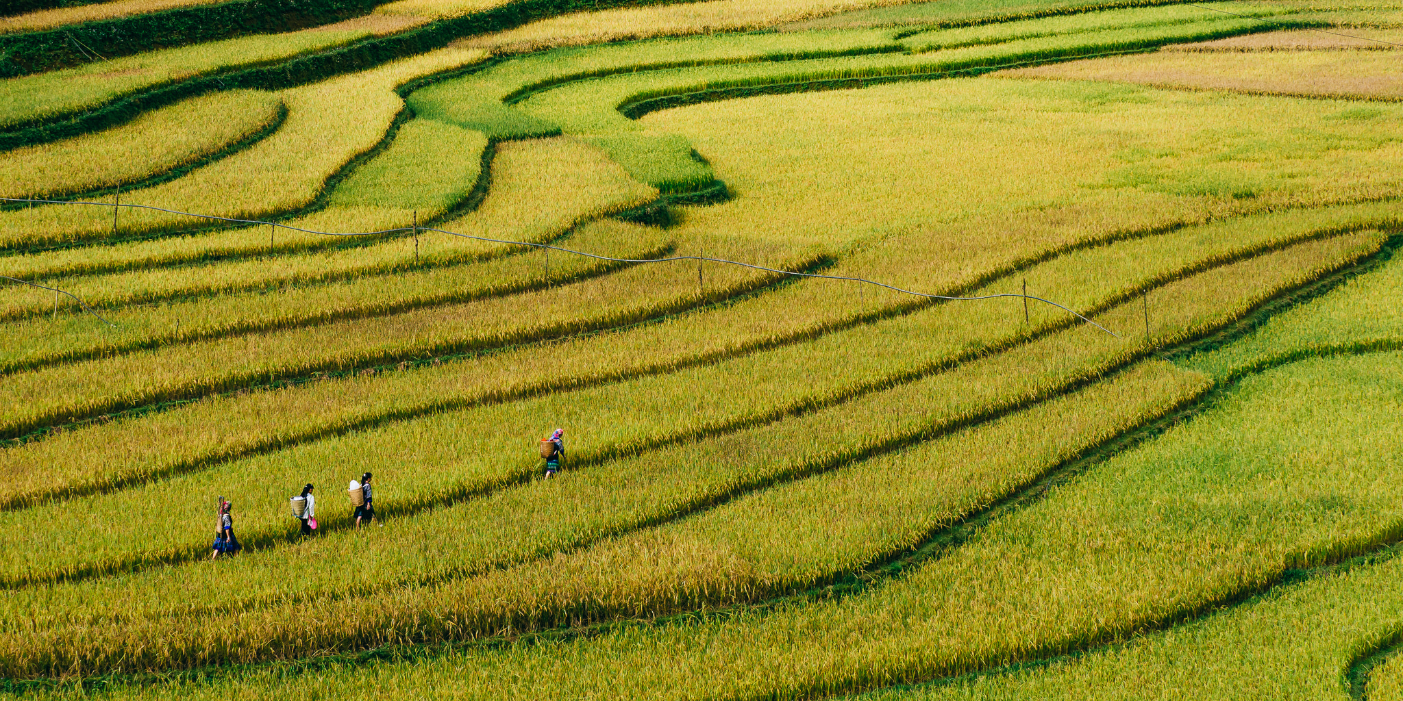 Olympus OM-D E-M10 + Olympus M.Zuiko Digital ED 40-150mm F2.8 Pro sample photo. On the rice field photography