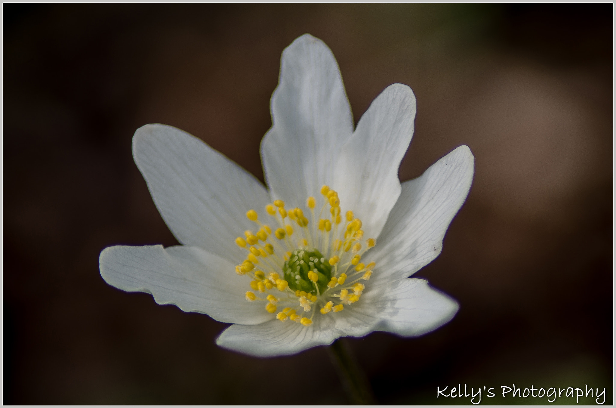 Pentax K-50 + Tamron AF 70-300mm F4-5.6 Di LD Macro sample photo. White wood anemone  photography