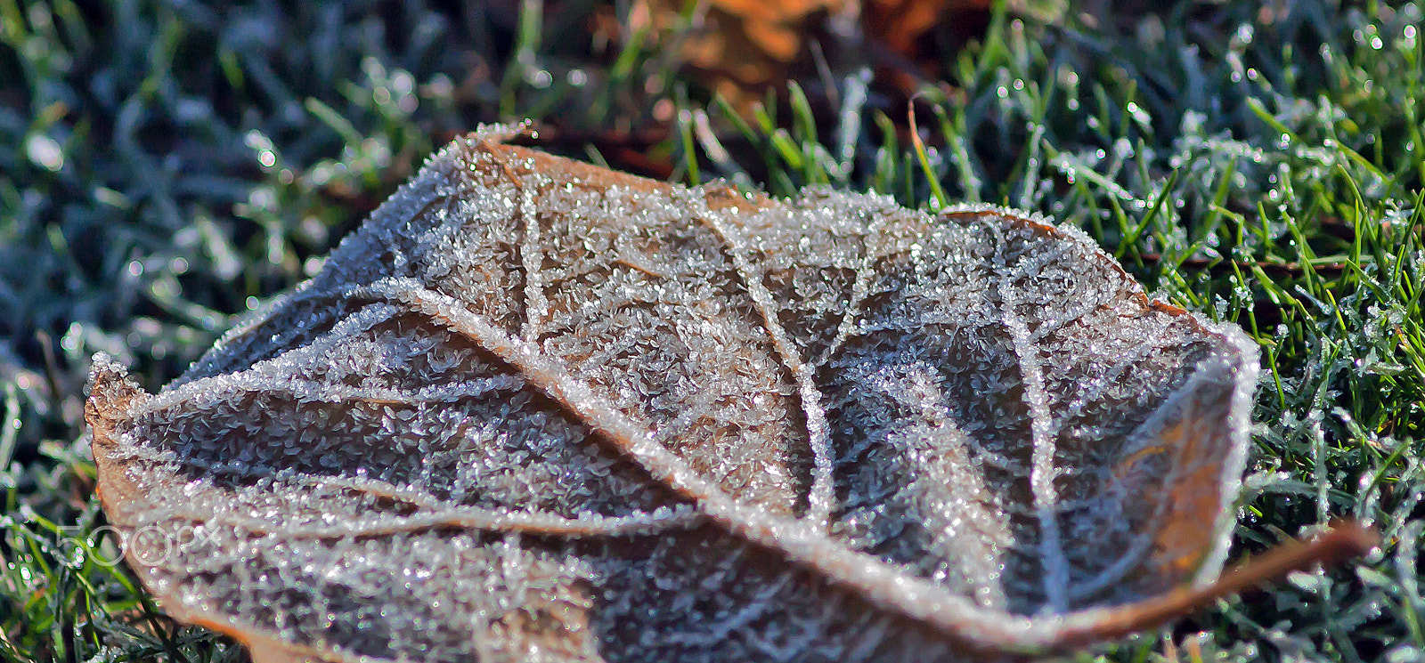 Canon EOS-1Ds Mark III + Canon EF 200mm F2.8L II USM sample photo. Fall leaf w frost crystals- bokehworld photography