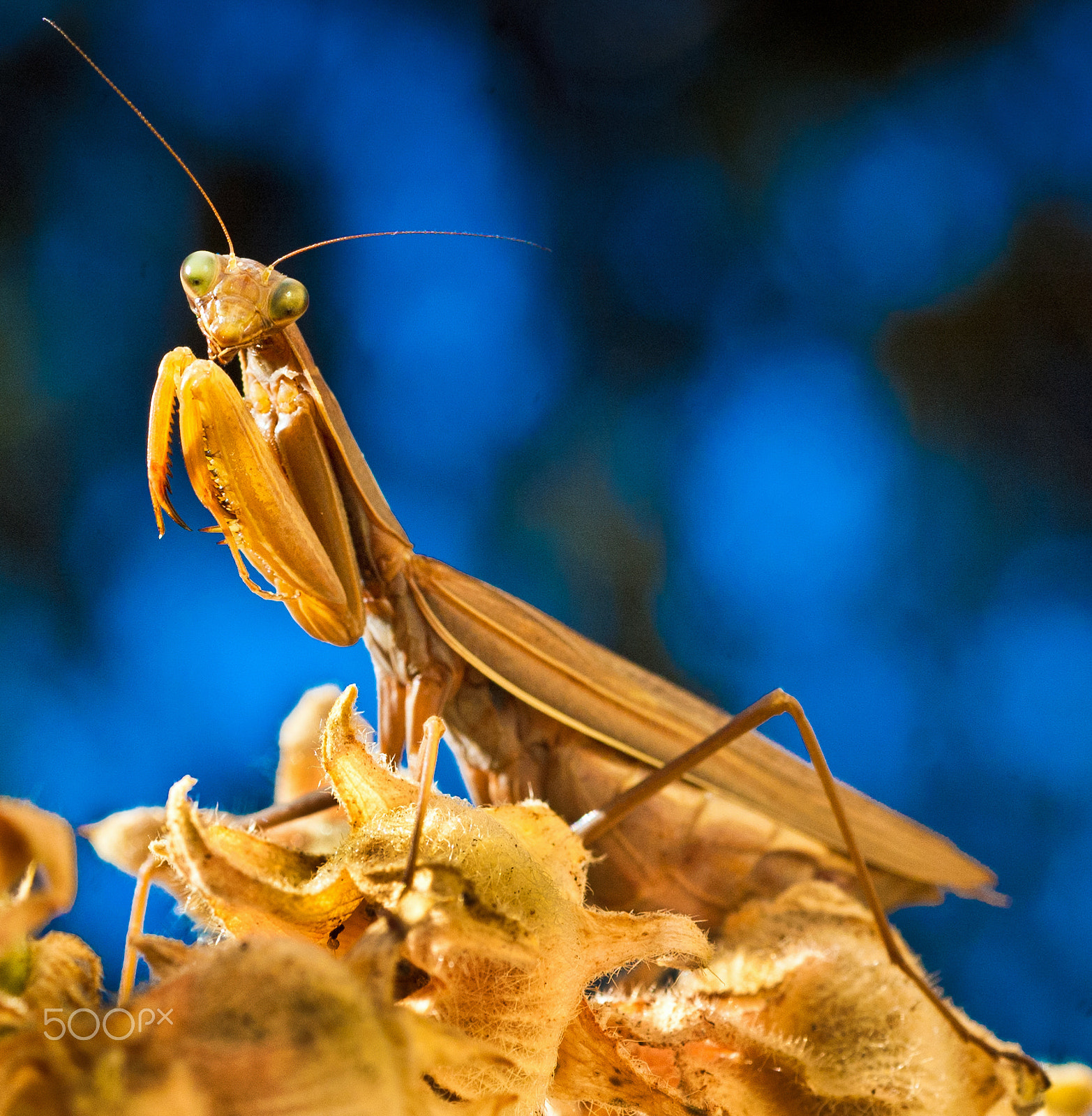 Nikon D70 + AF Micro-Nikkor 60mm f/2.8 sample photo. Tan praying mantis- bokehworld photography