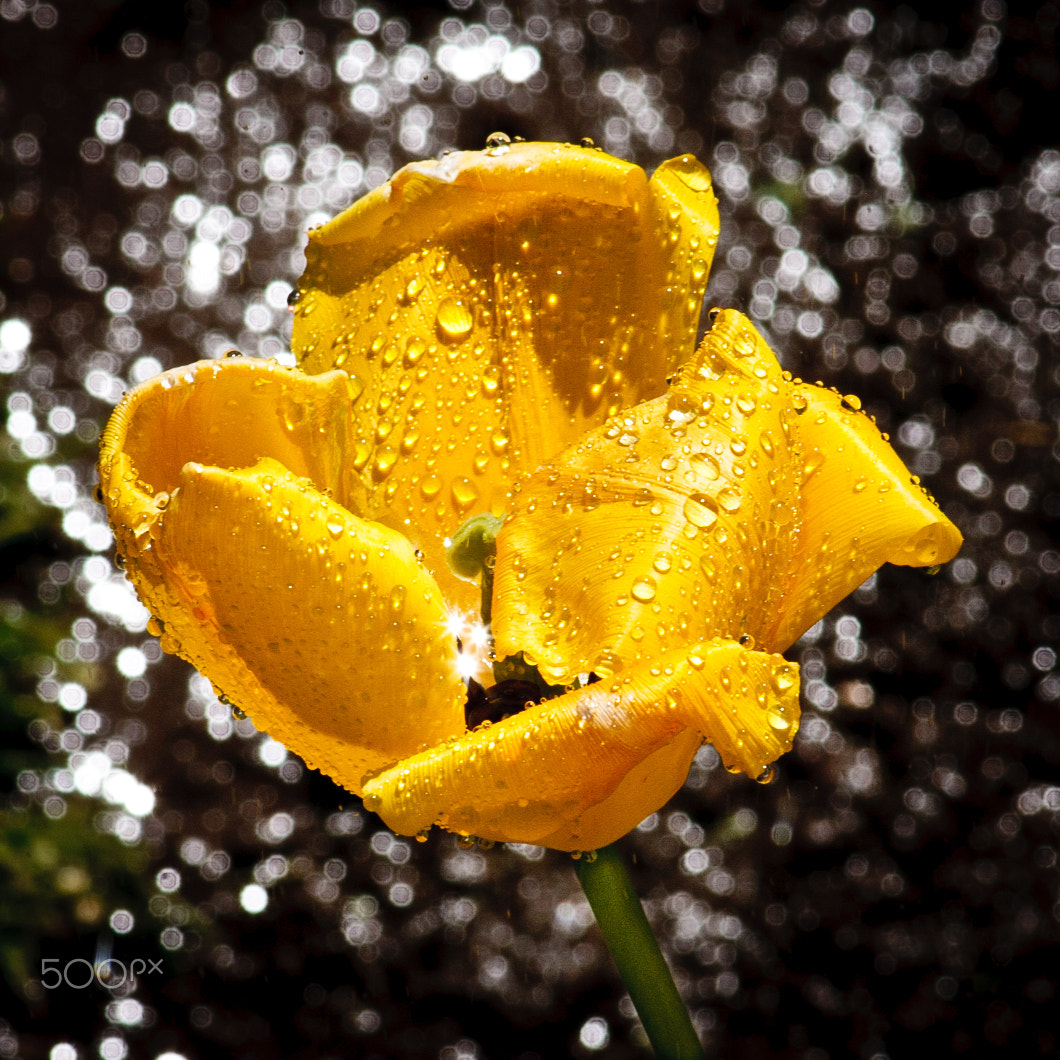Canon EF 200mm F2.8L II USM sample photo. Tulip or poppy- bokehworld photography
