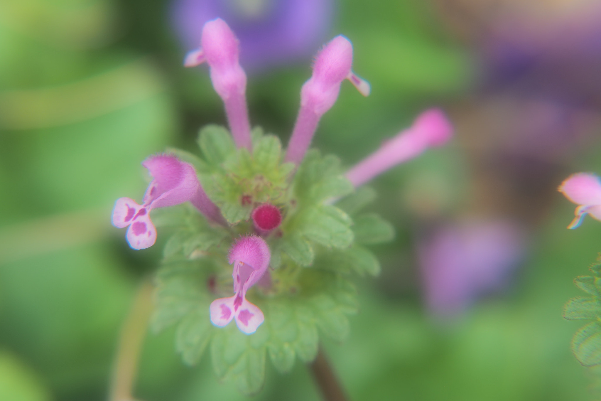 Olympus M.Zuiko Digital ED 14-150mm F4-5.6 sample photo. Pastel henbit photography