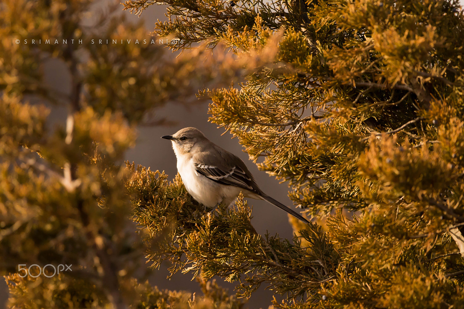 Nikon AF-S Nikkor 600mm F4G ED VR sample photo. Northern mockingbird photography