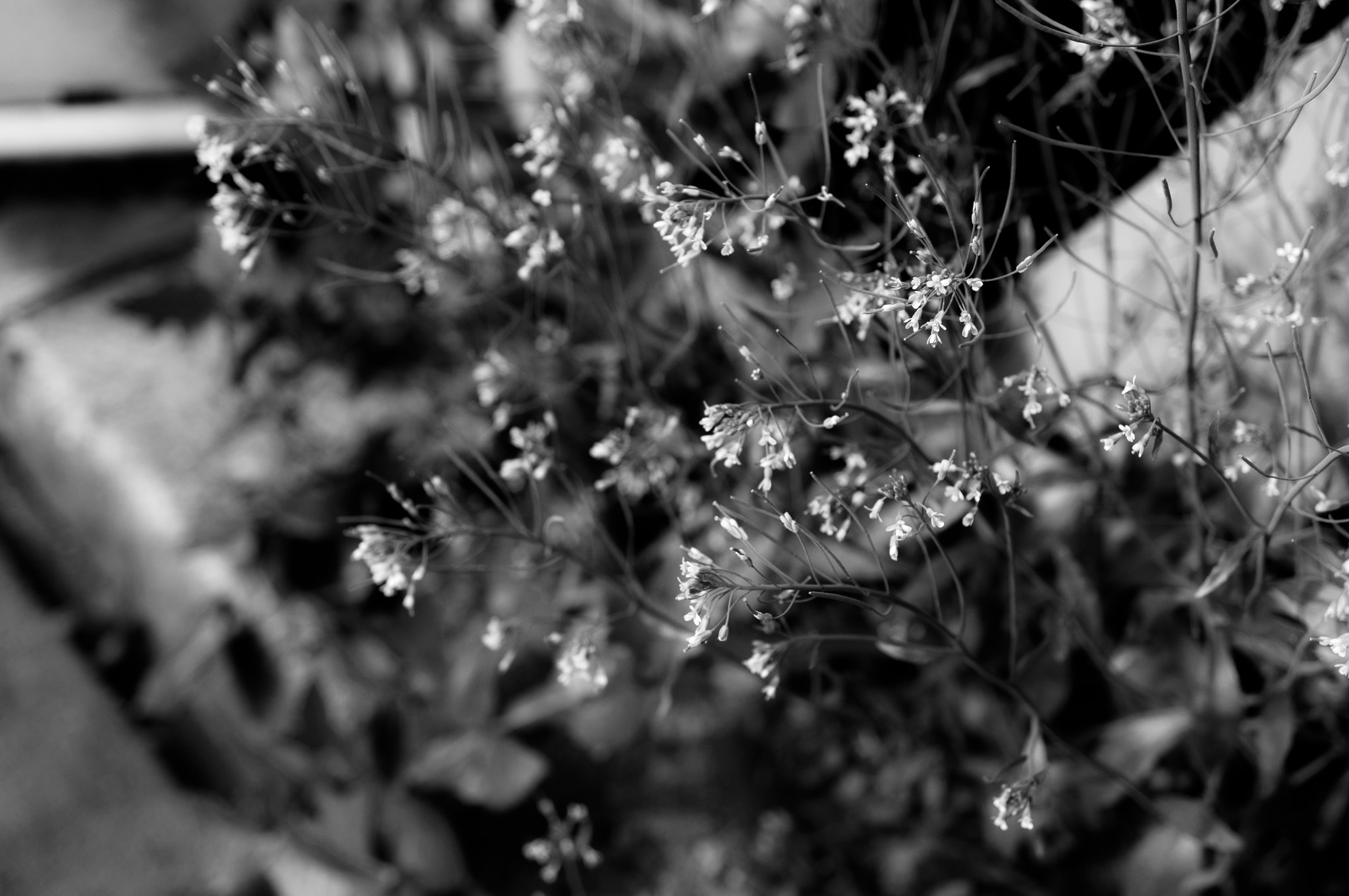 Sony Alpha NEX-5T + Sony E 30mm F3.5 Macro sample photo. Flowers on the roadside photography